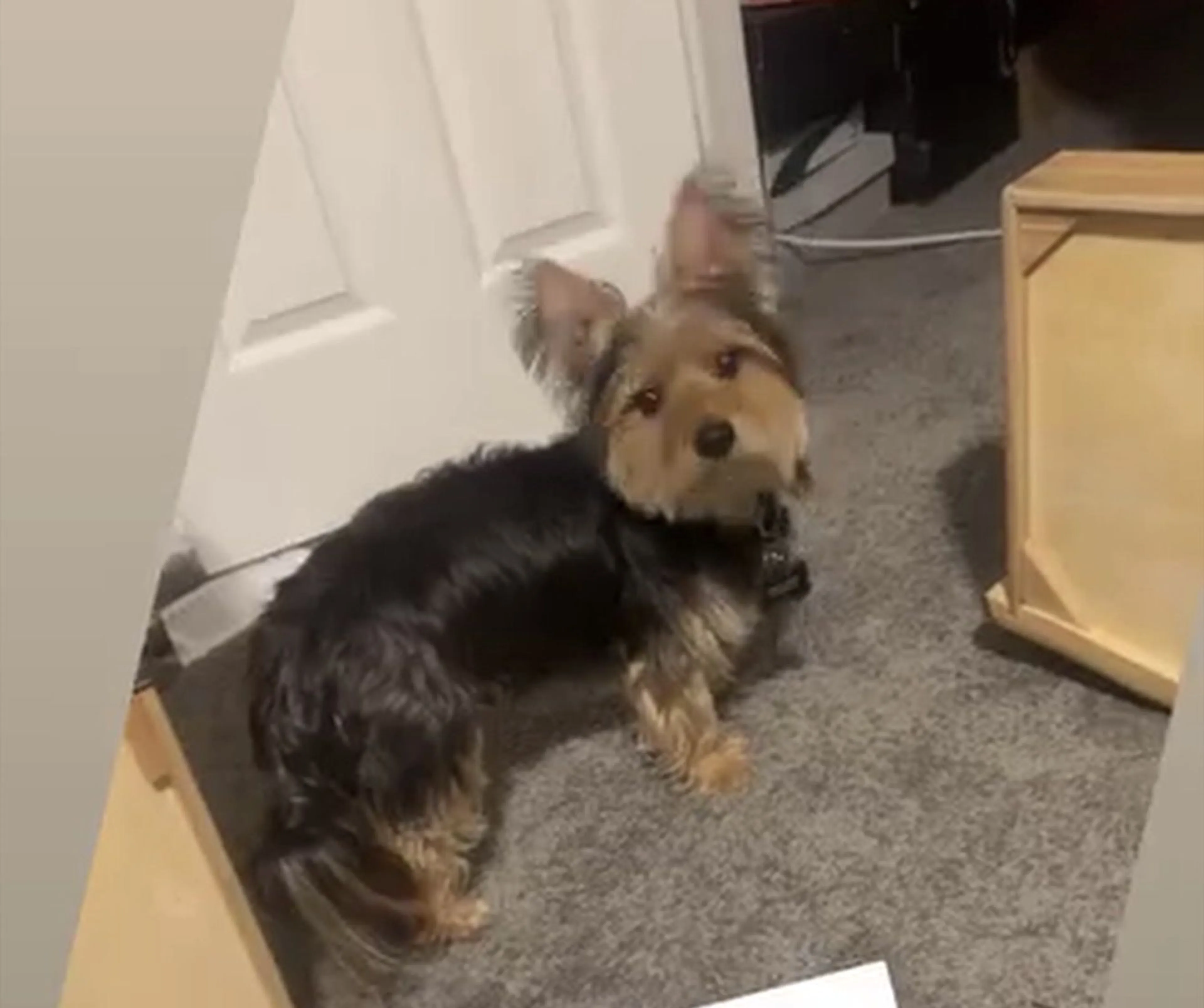 Lost pet