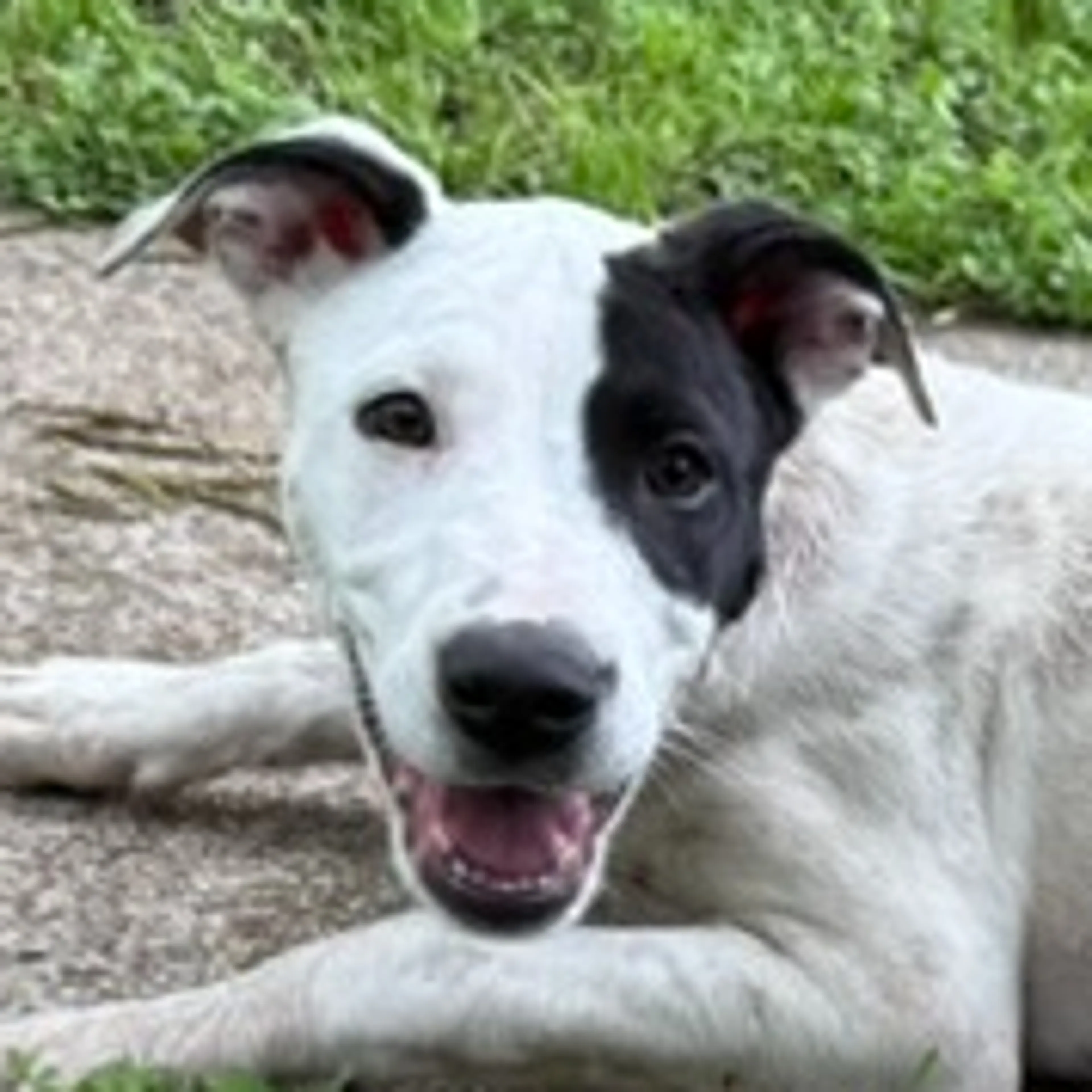 Found pet-2