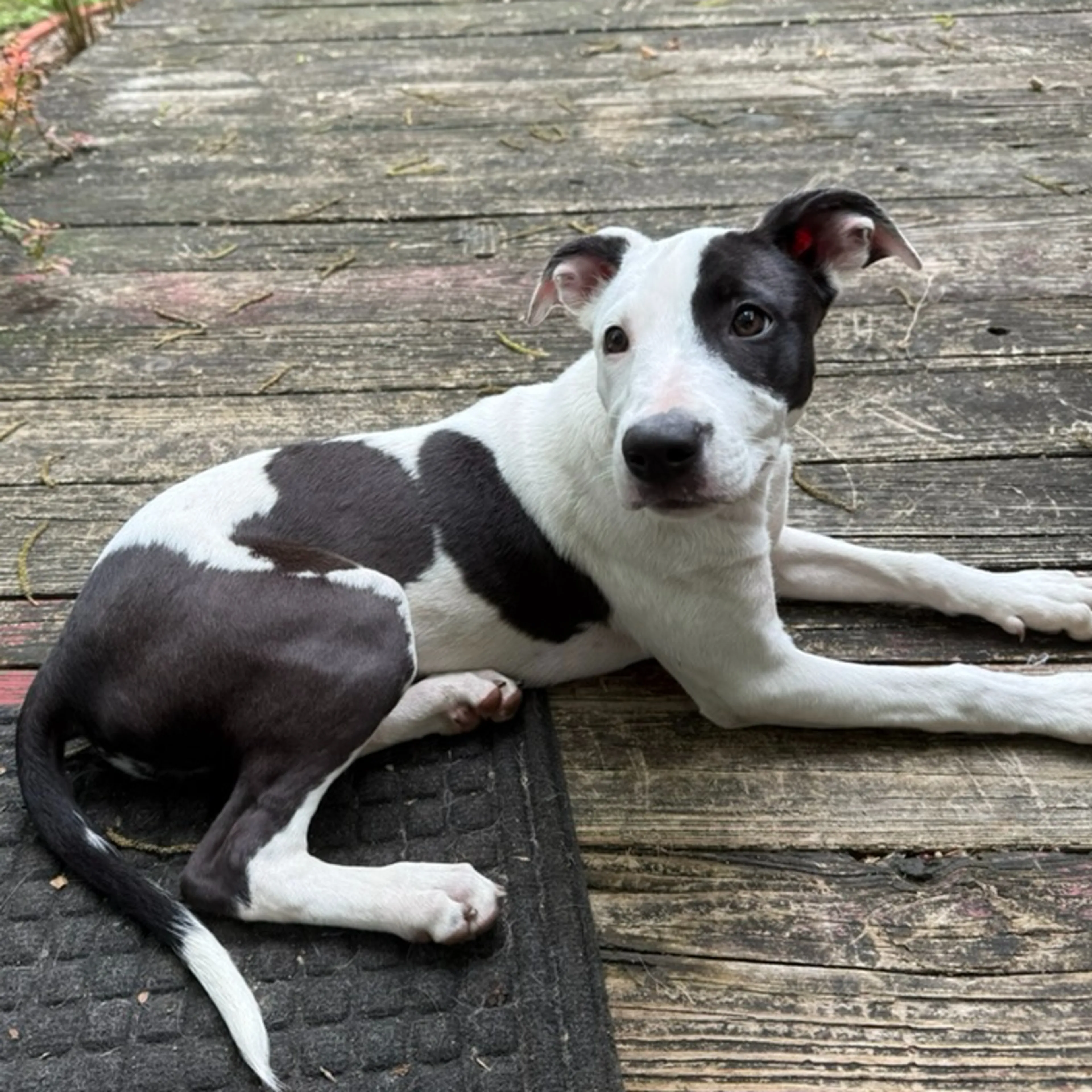 Found pet-1