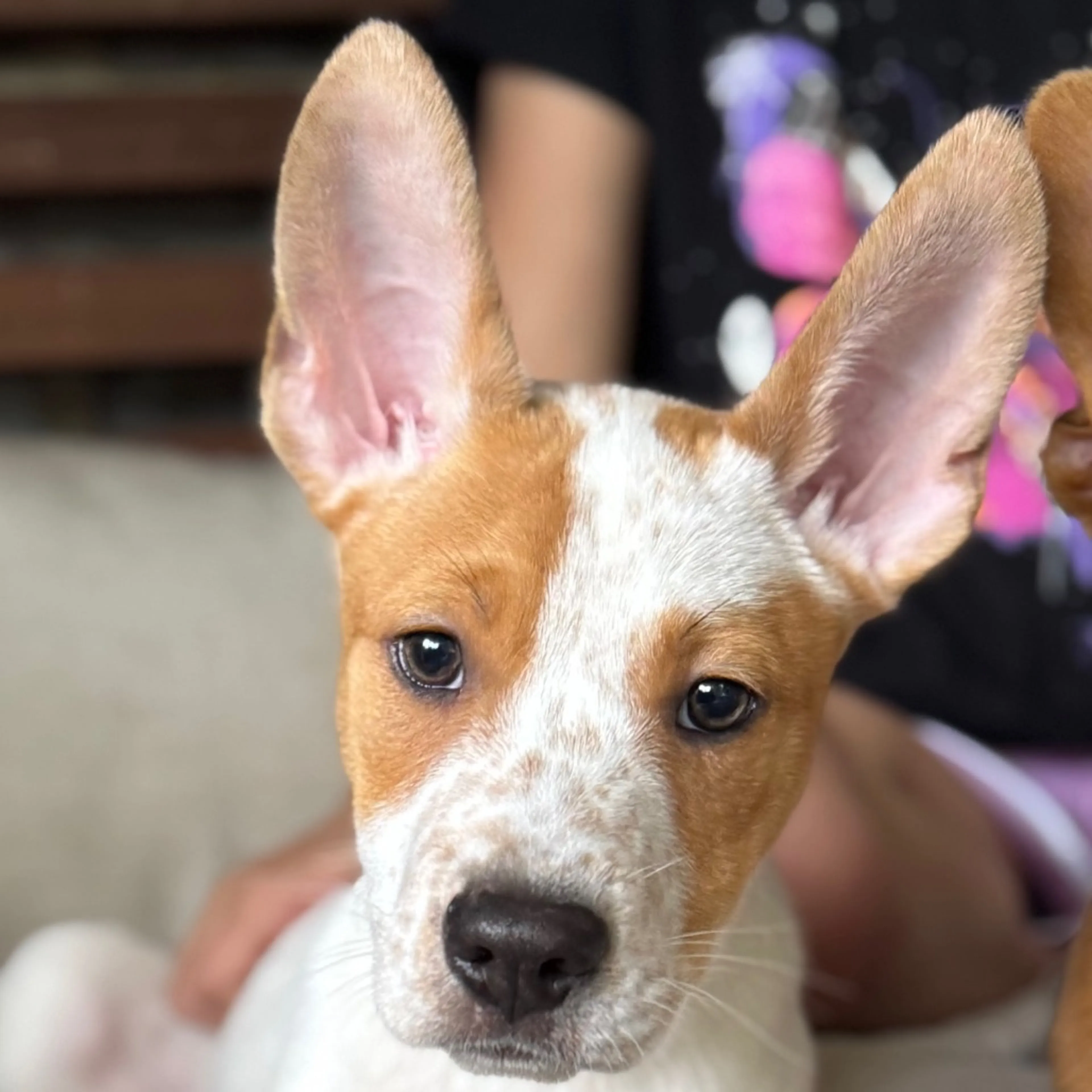 Found pet-2