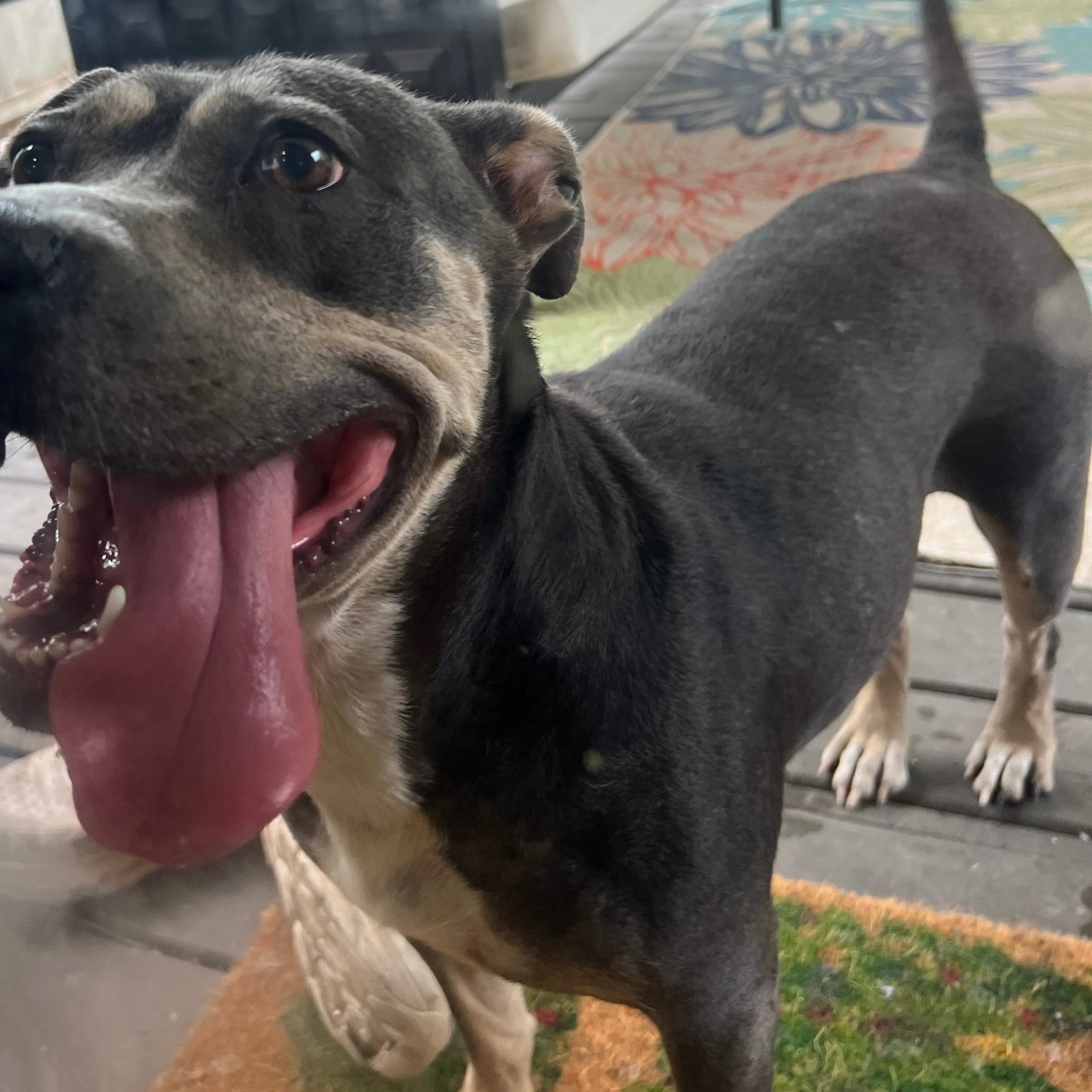 Found pet-1
