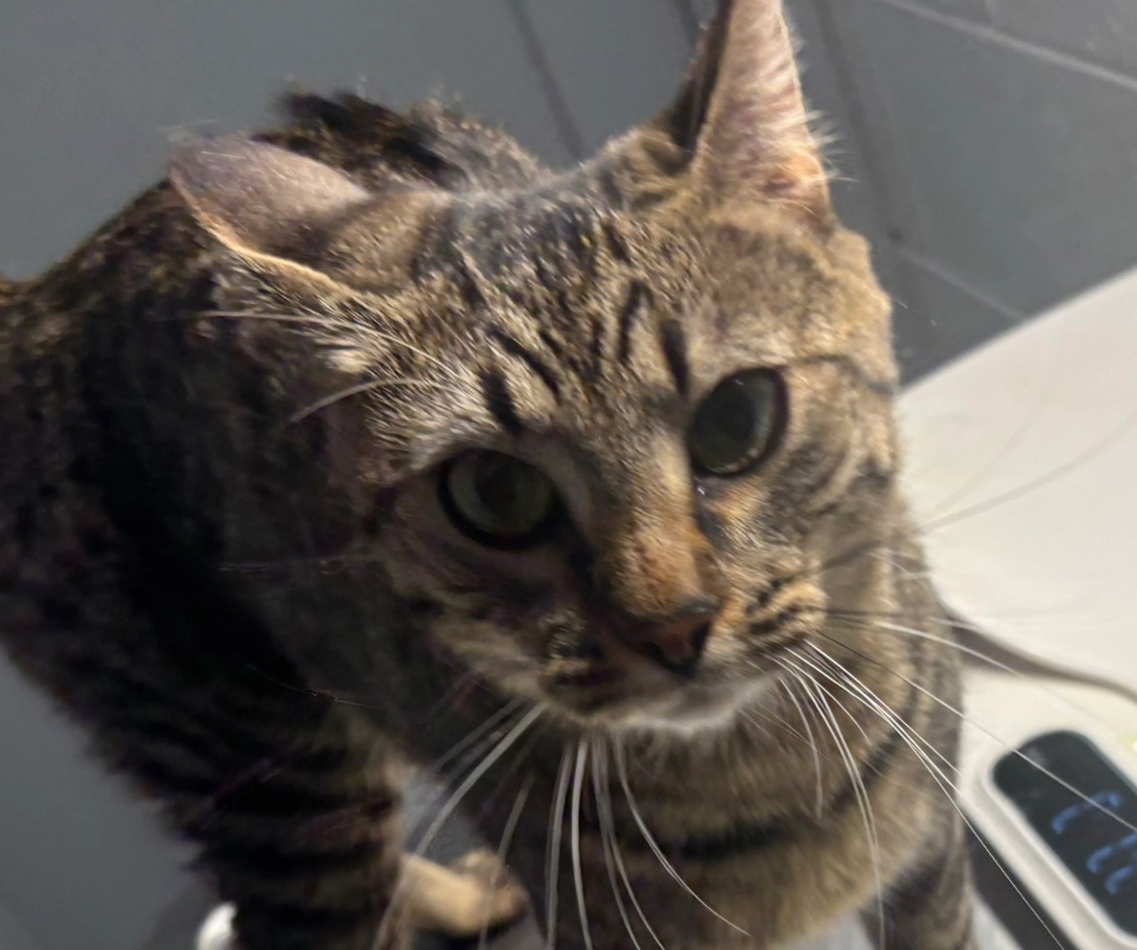Found pet