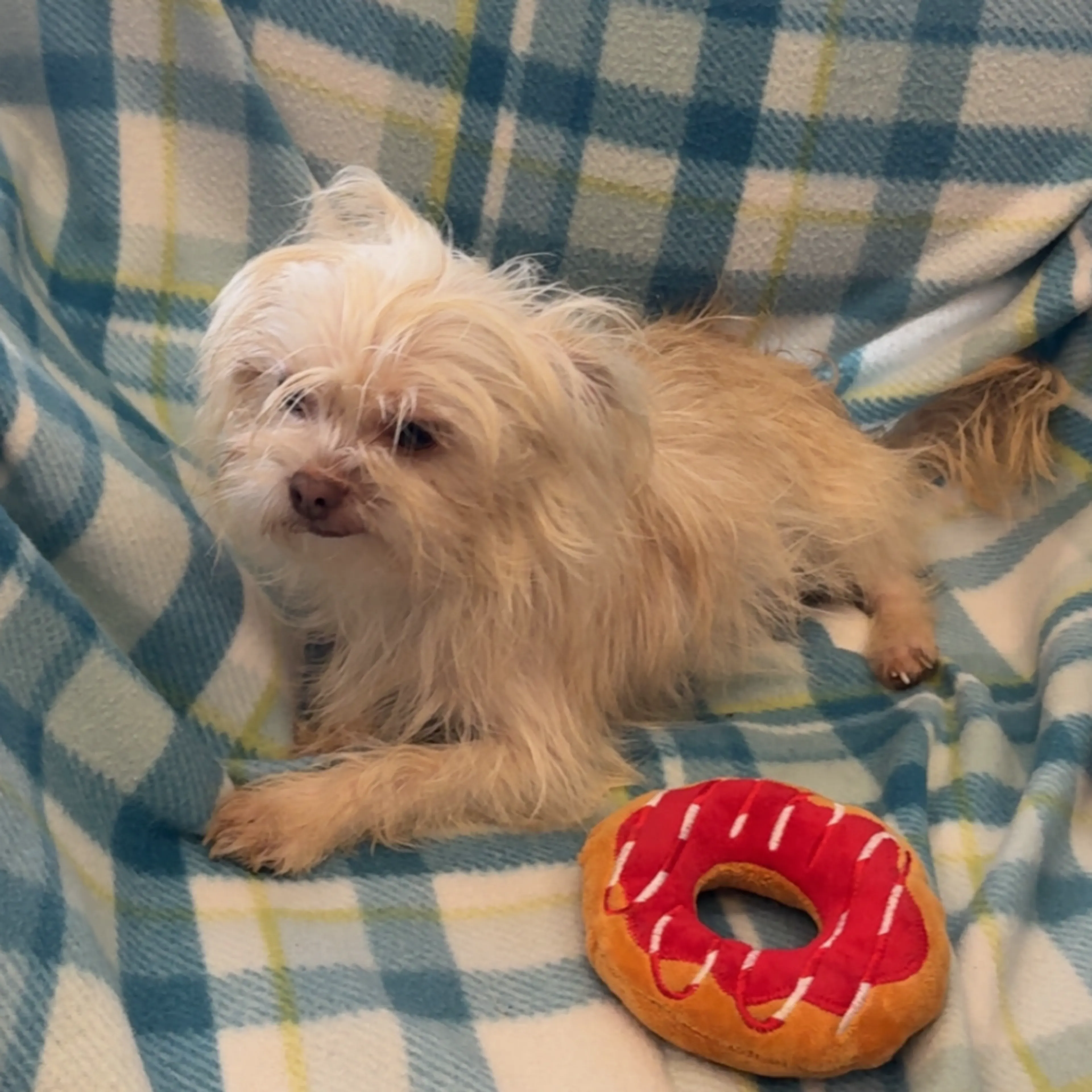 Found pet