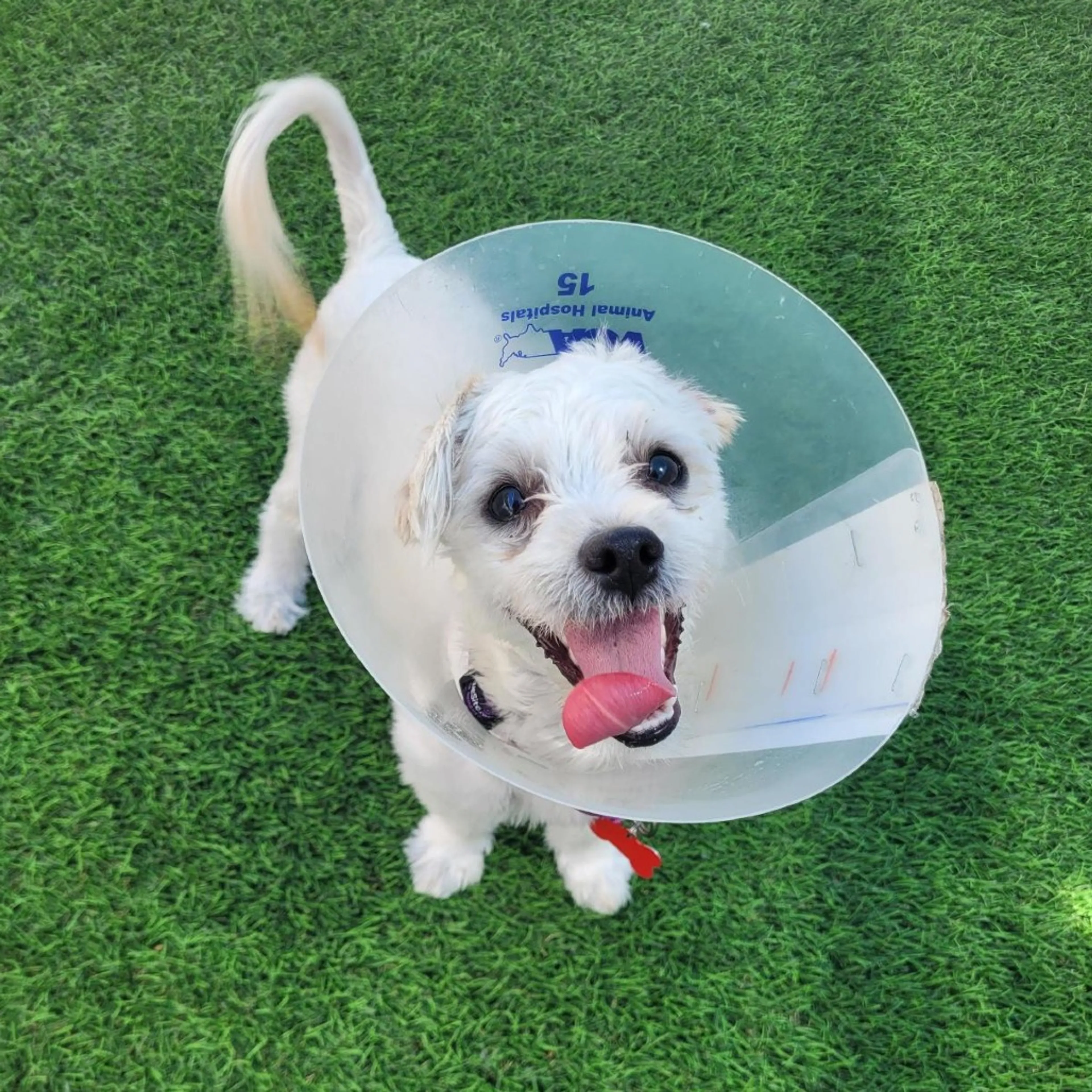 Found pet-3