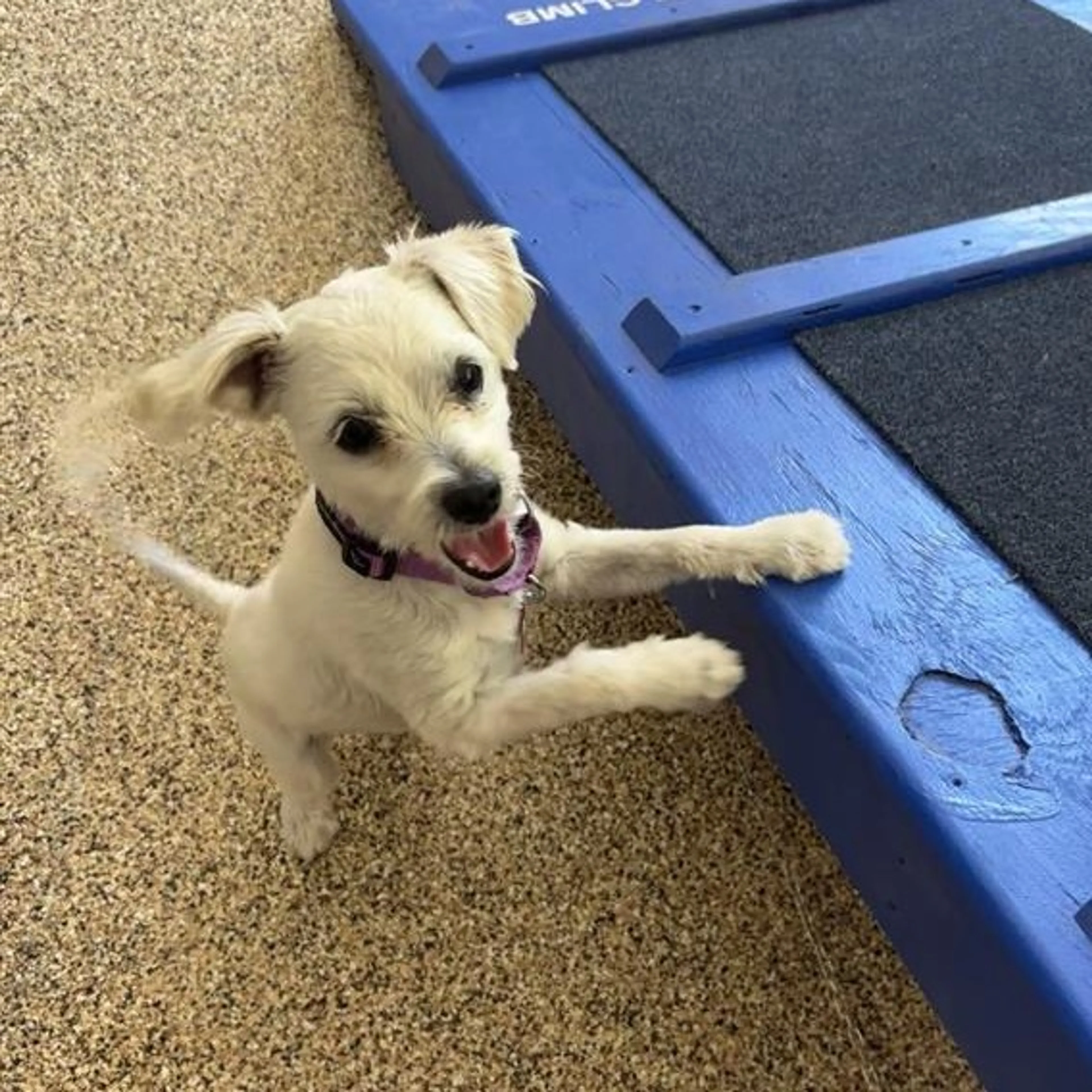 Found pet-2