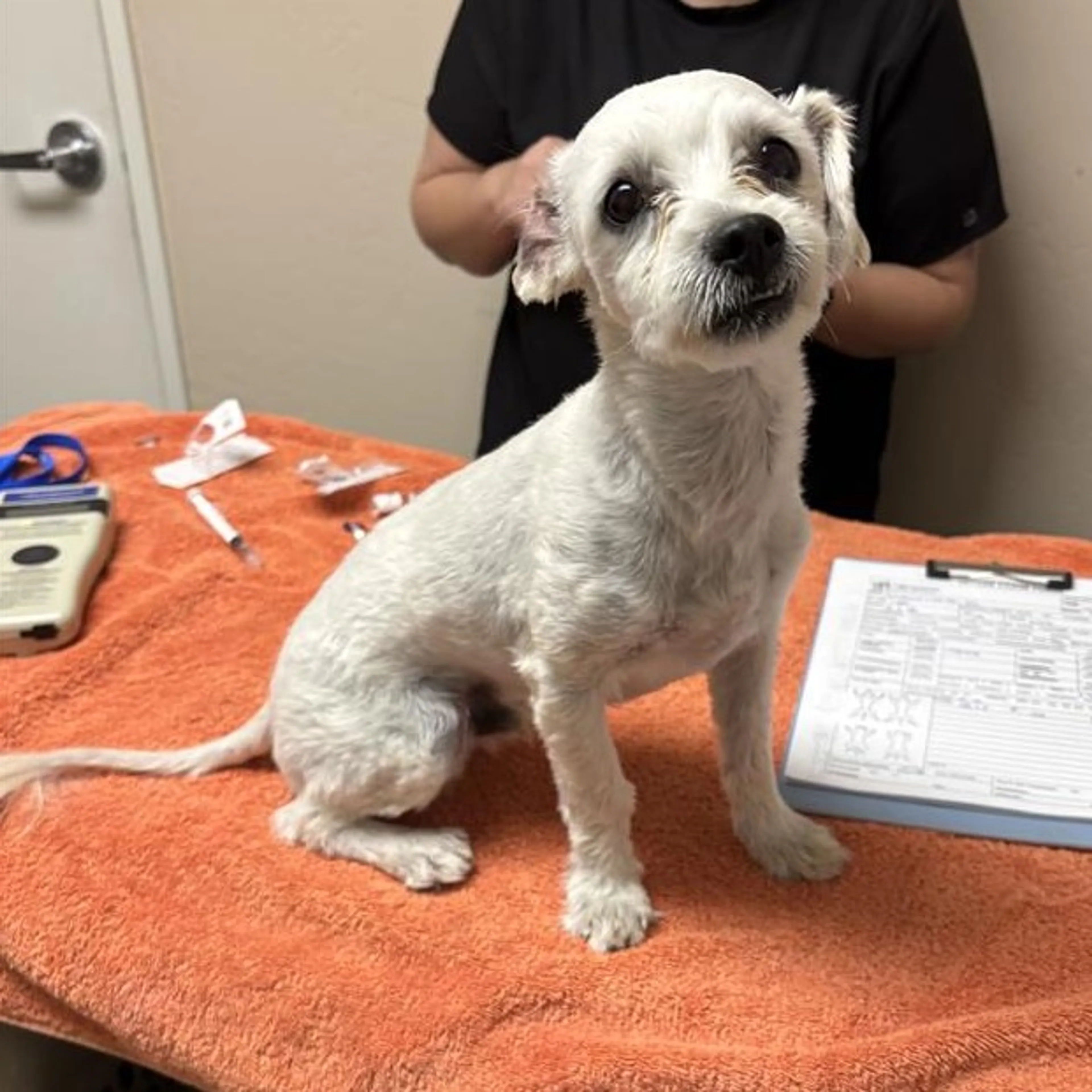 Found pet-1