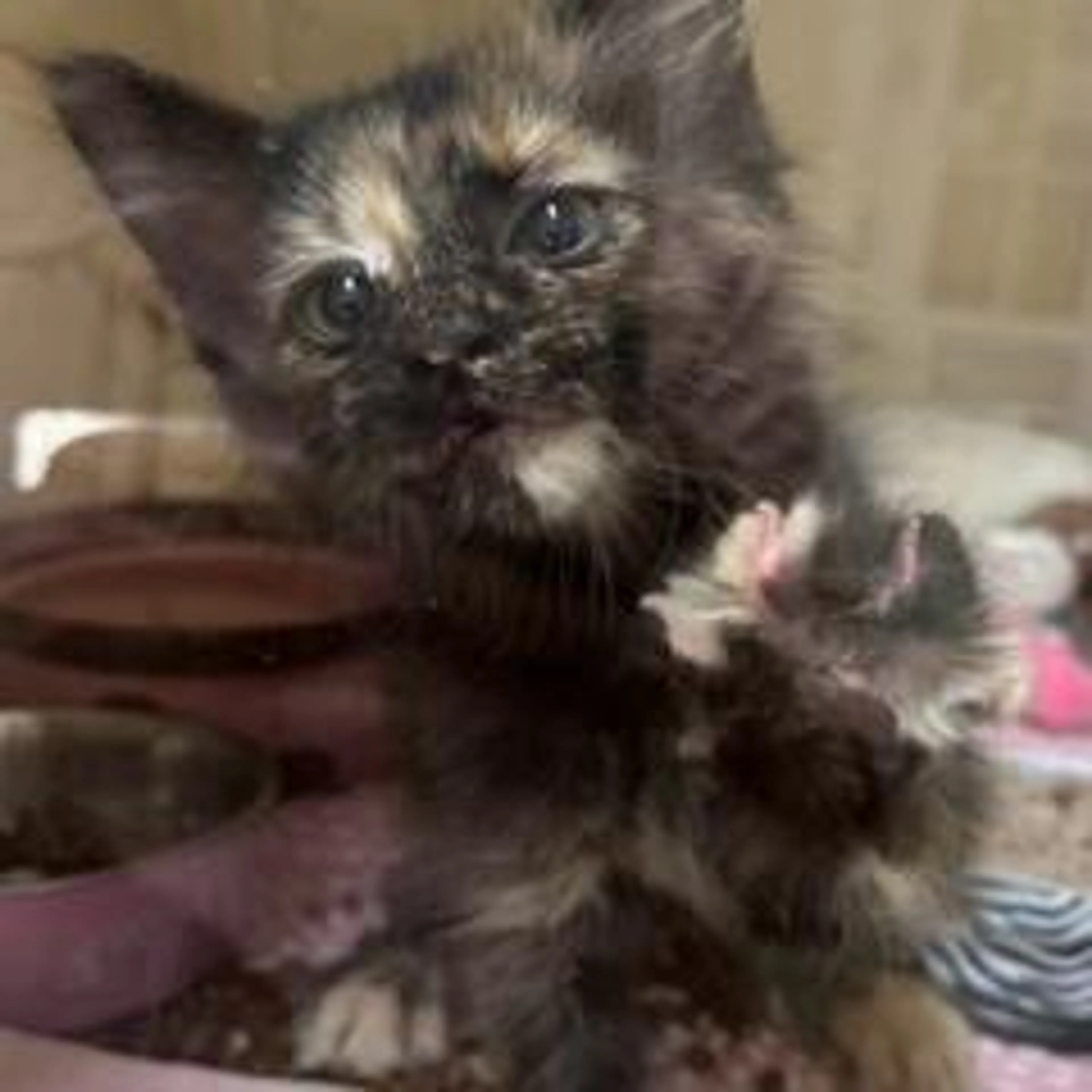 Found pet-2