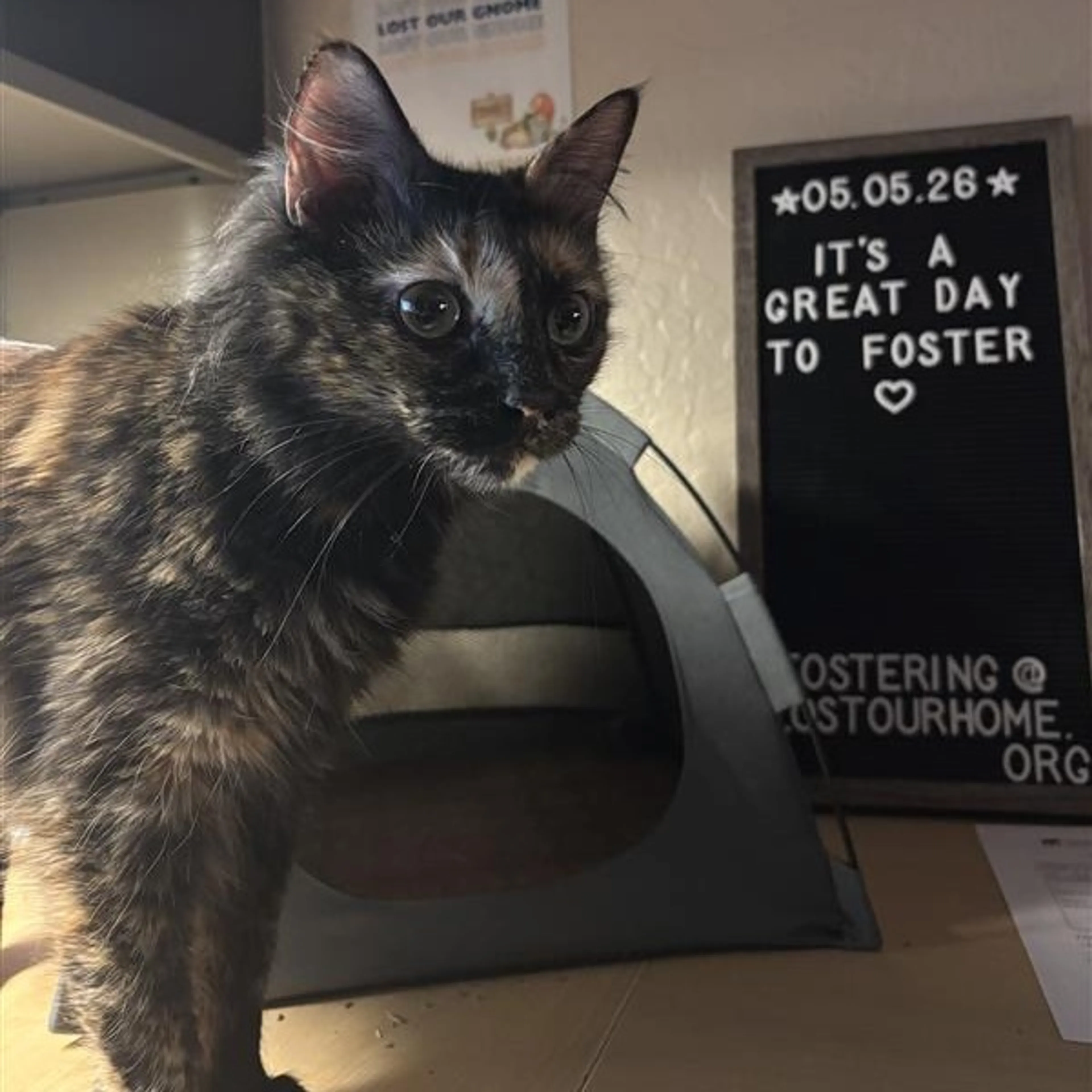 Found pet-4