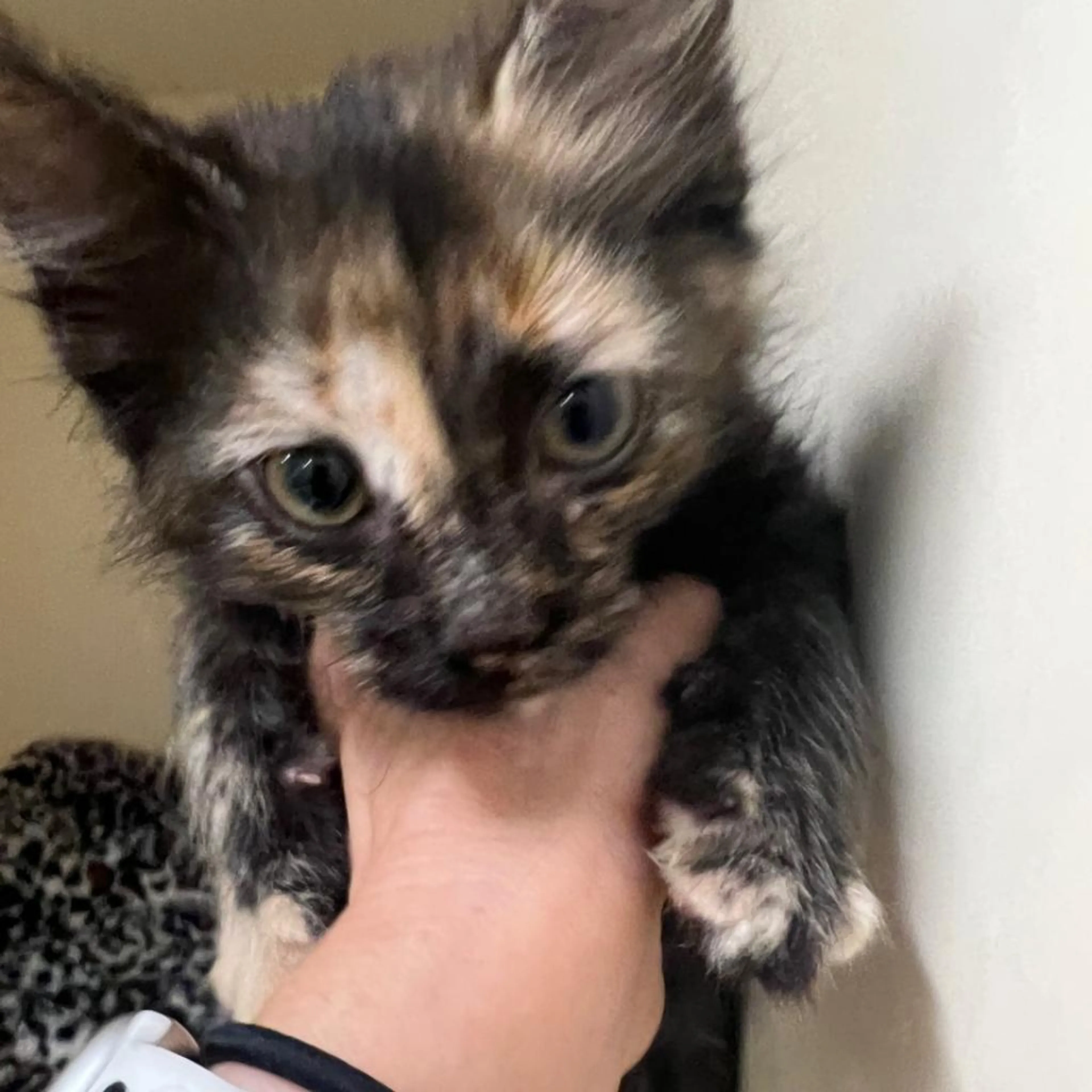 Found pet-1