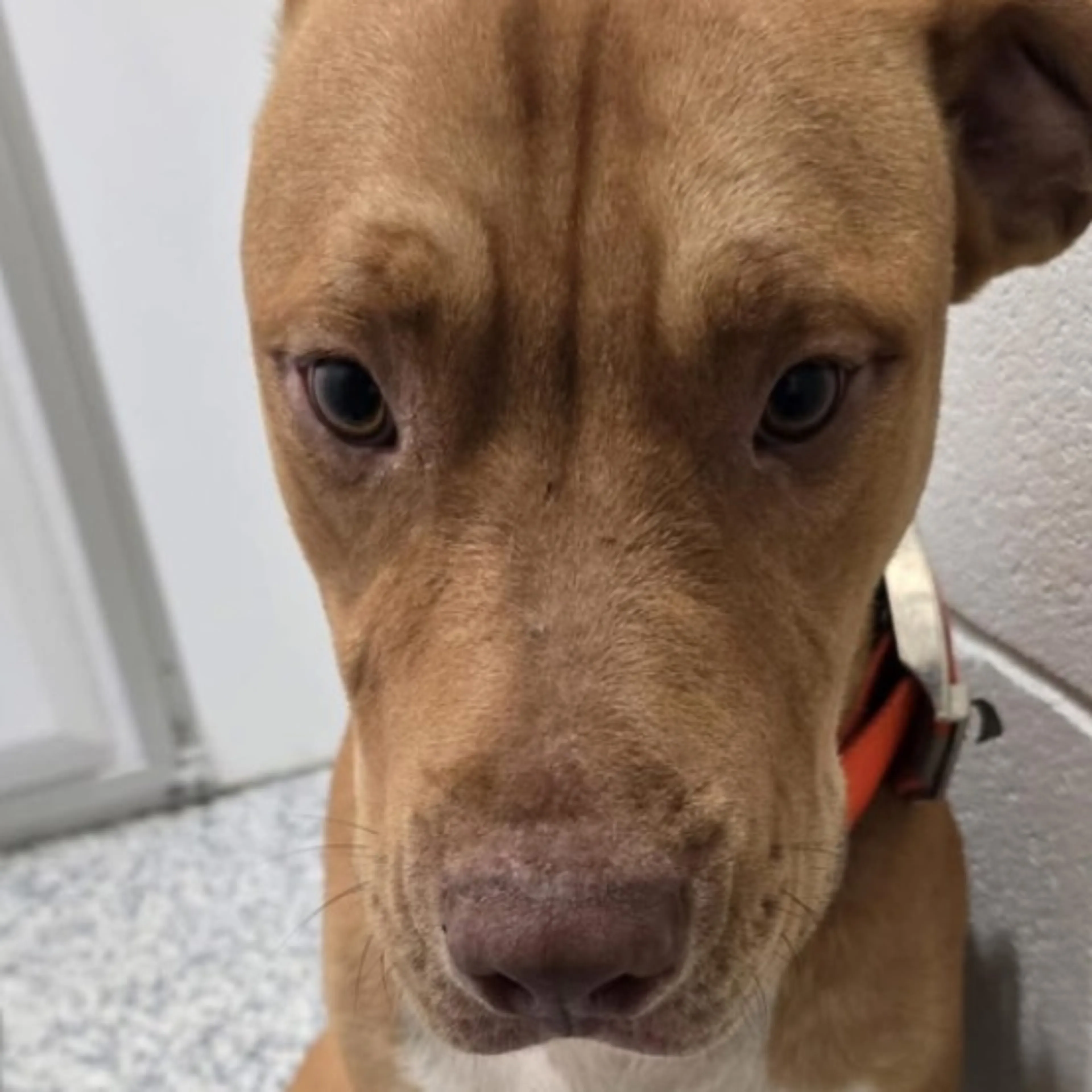 Lost pet