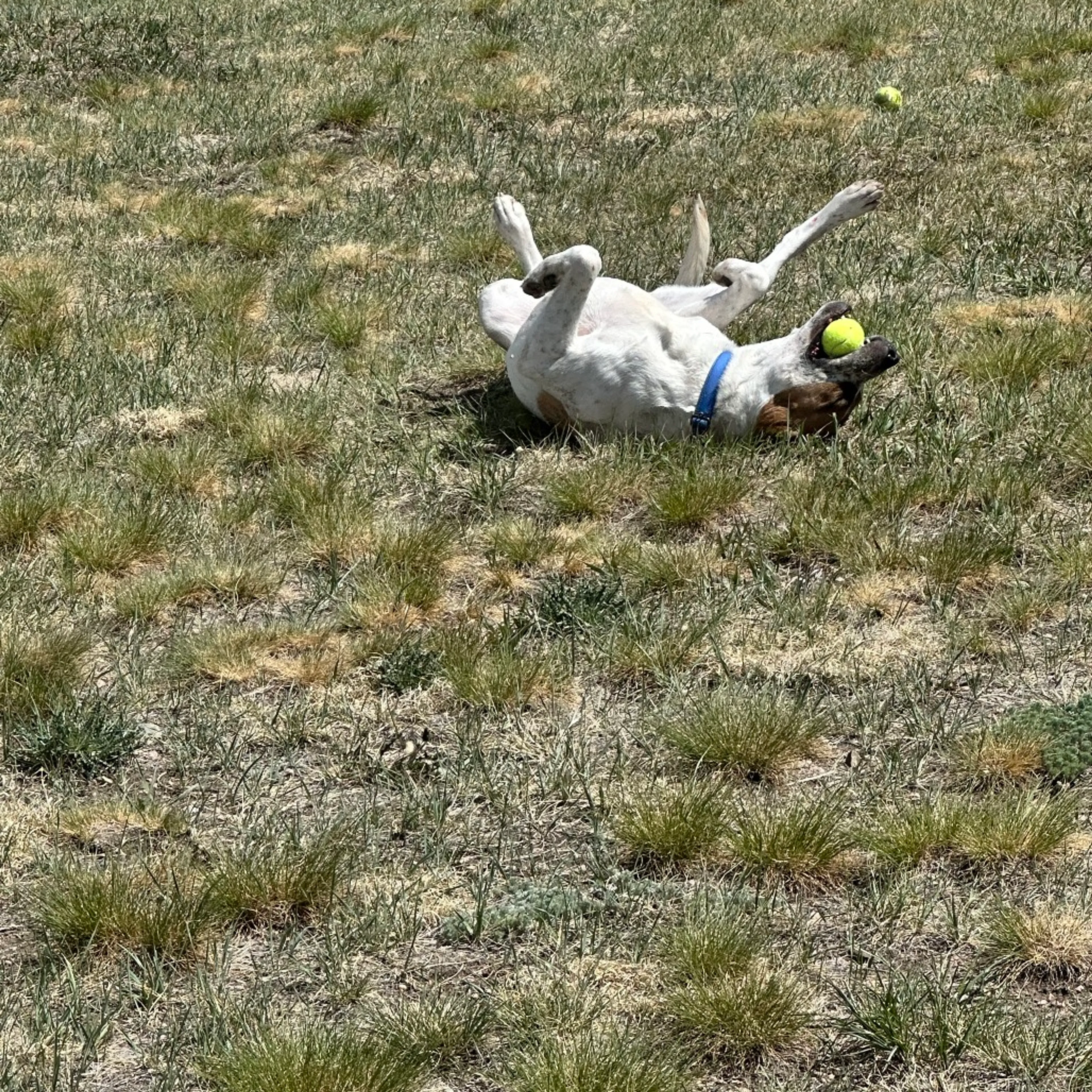 Found pet-7