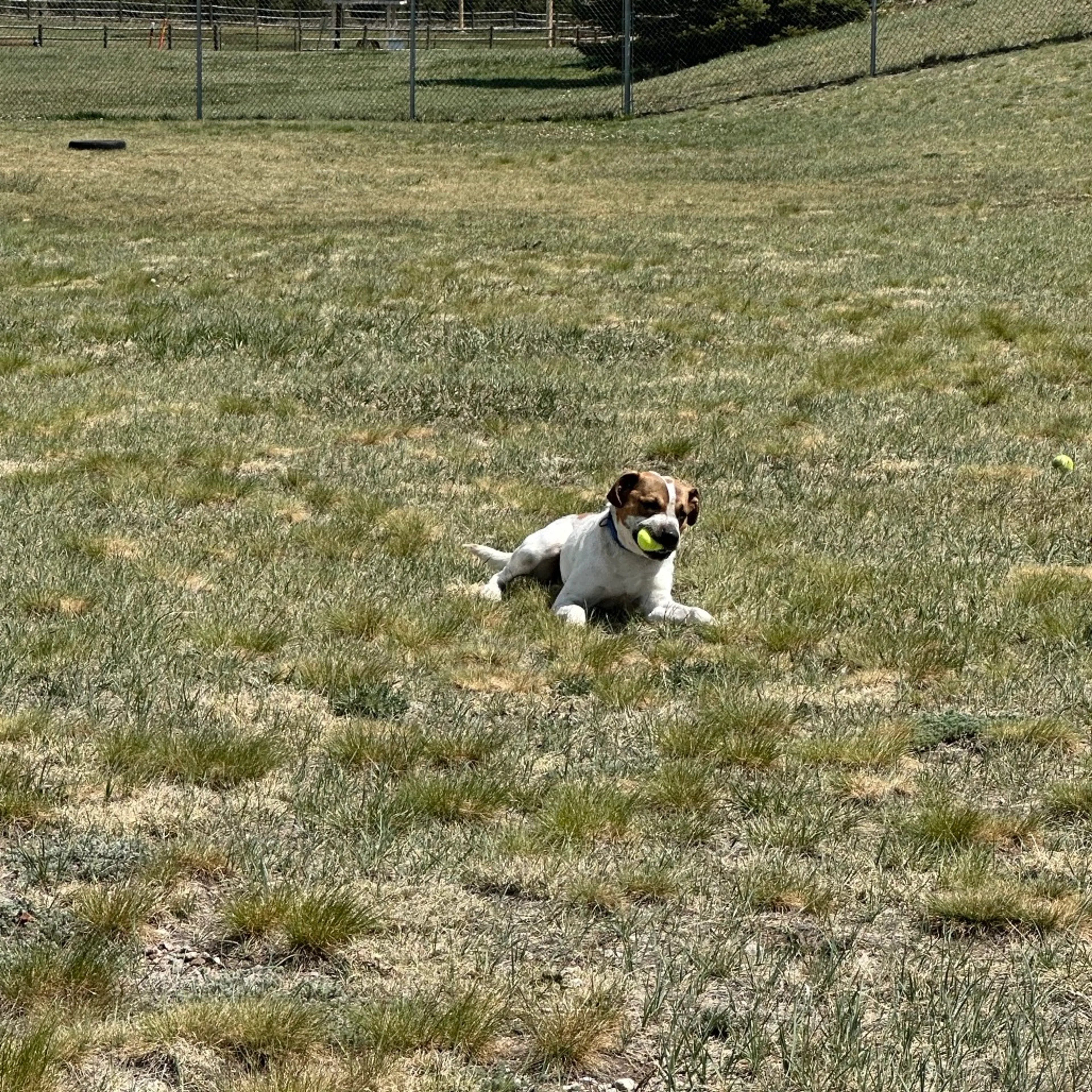 Found pet-4