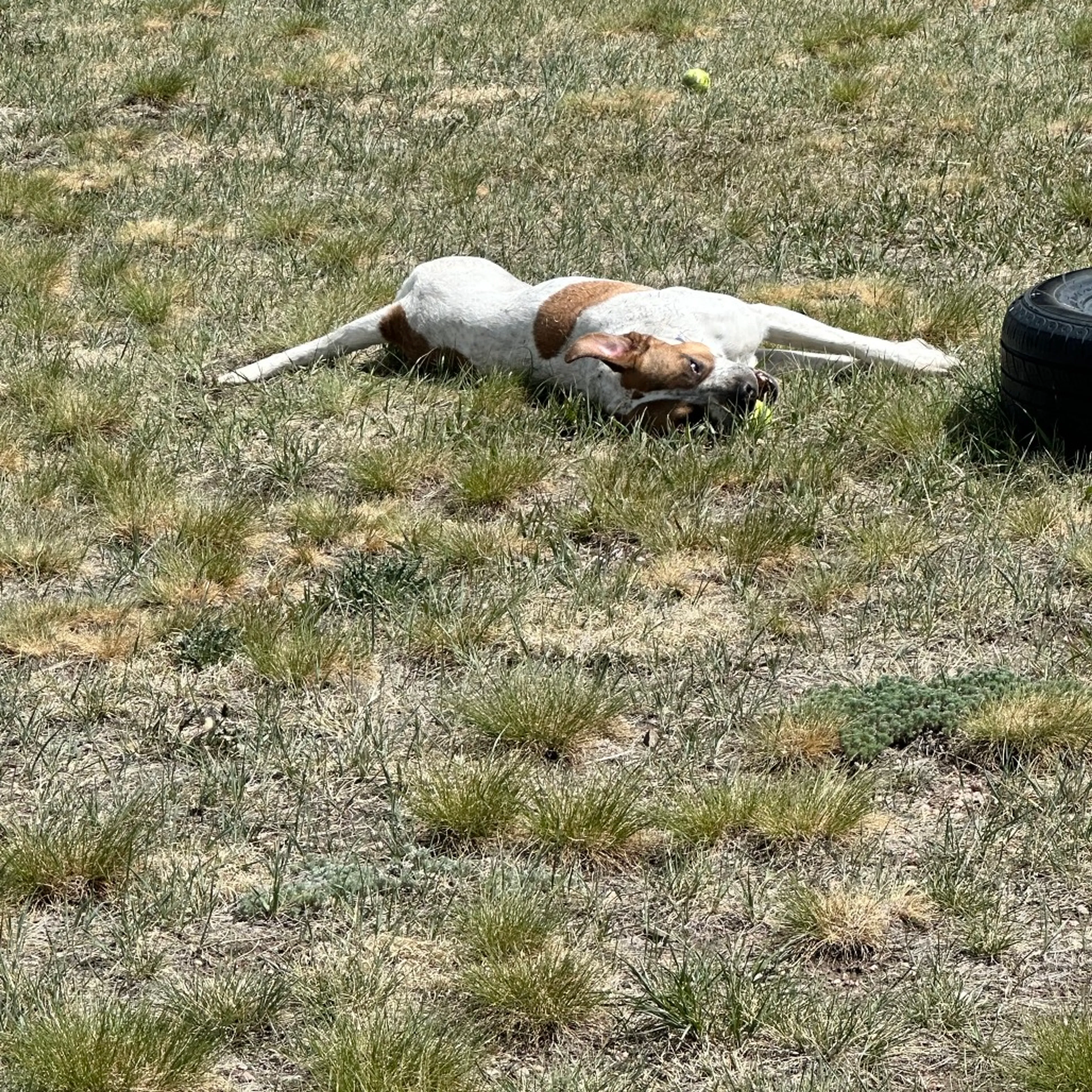 Found pet-6