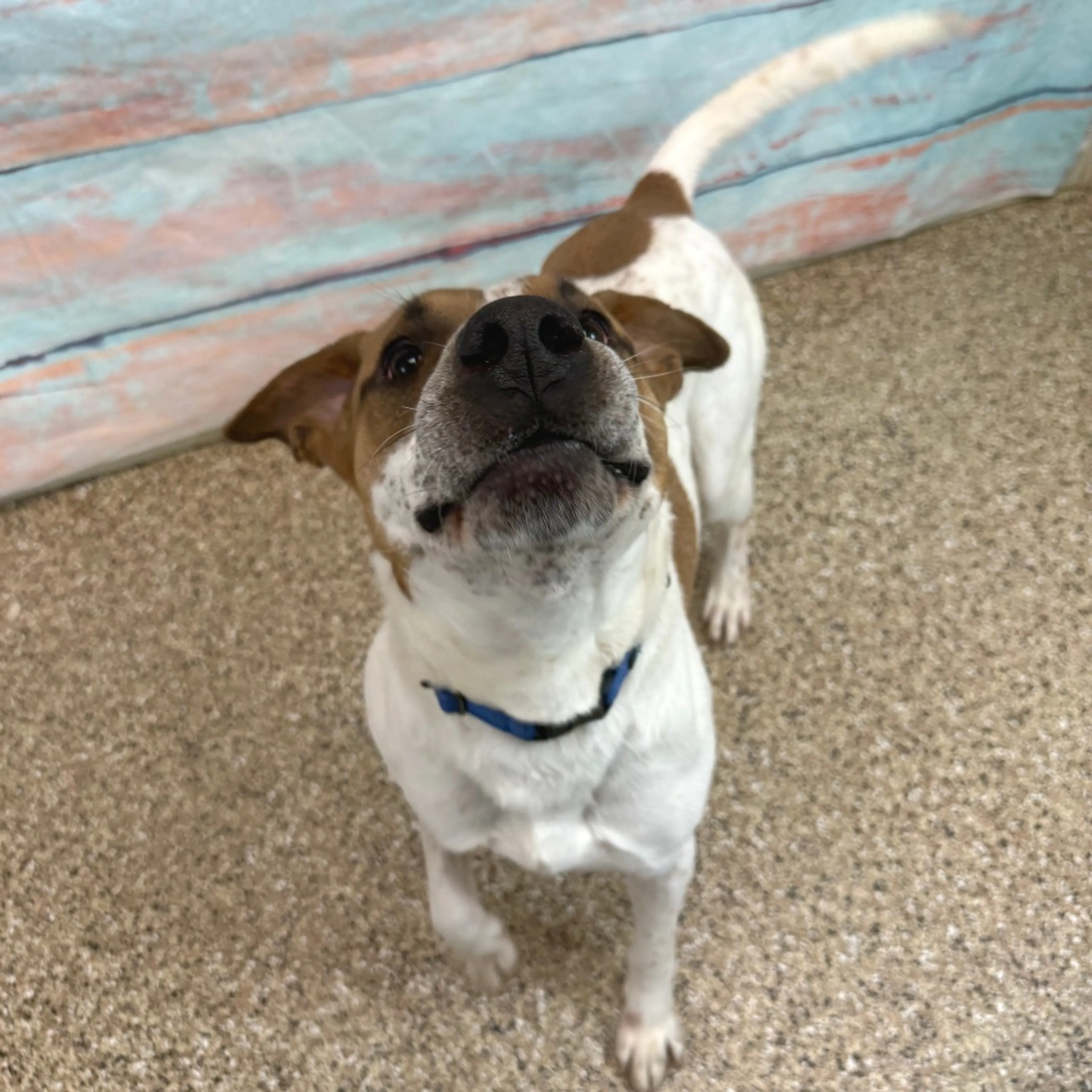 Found pet-2