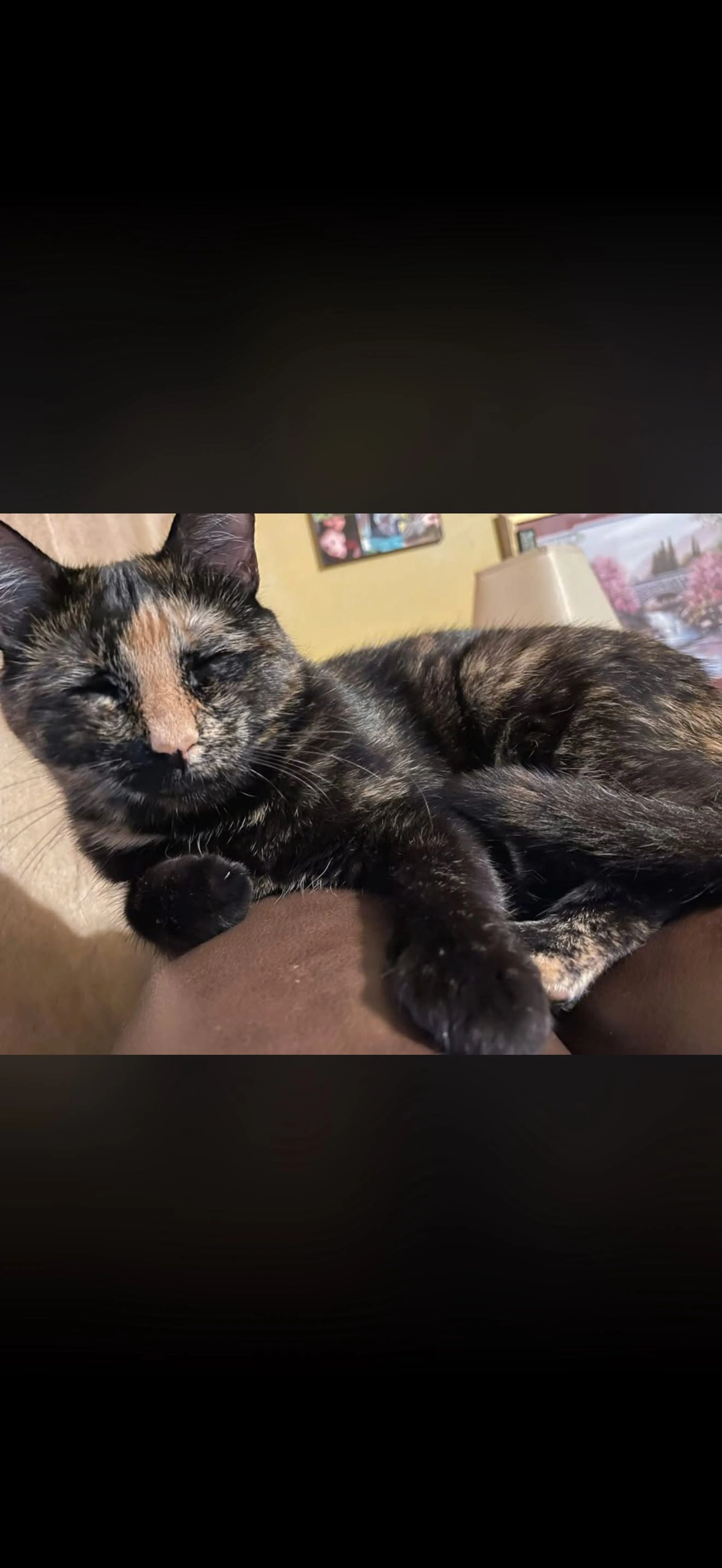 Lost pet-1