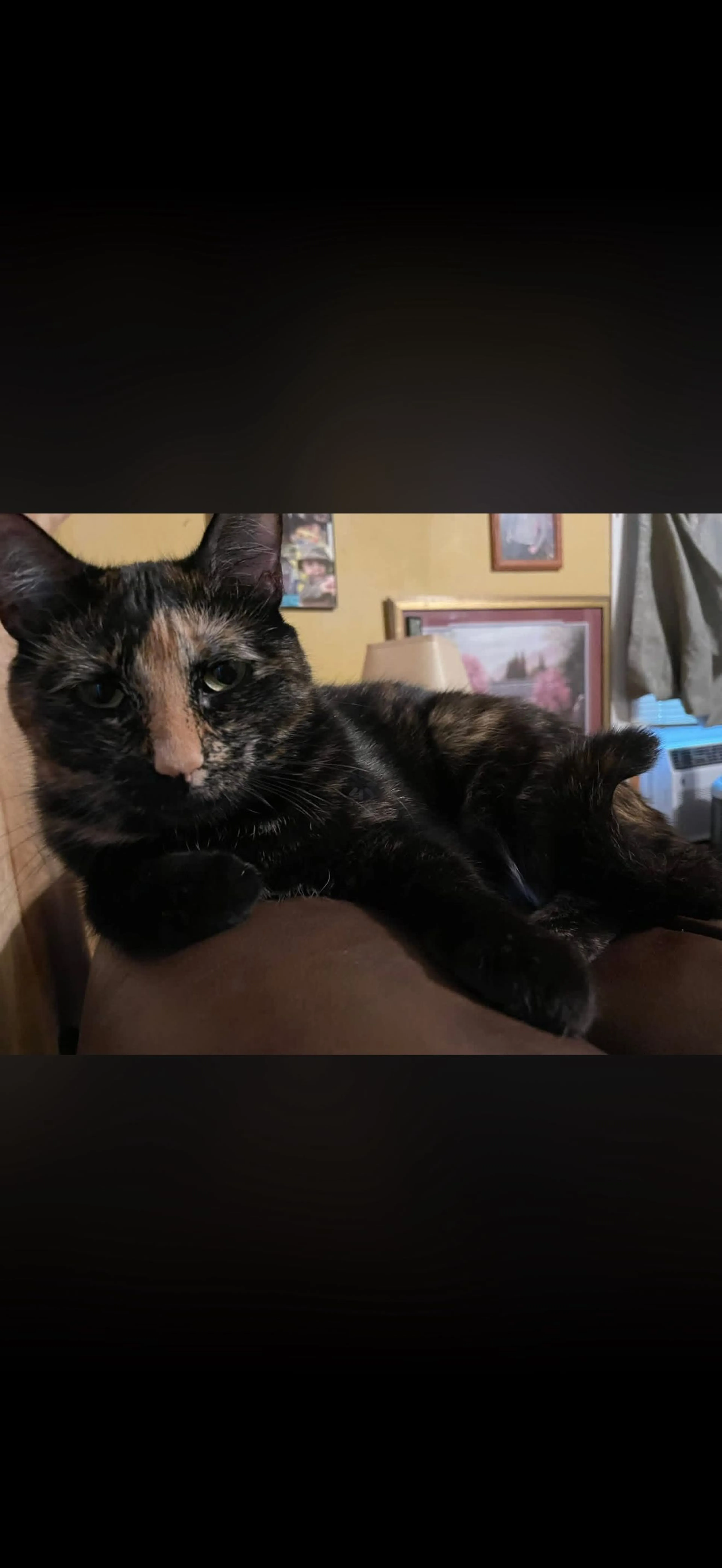 Lost pet-0