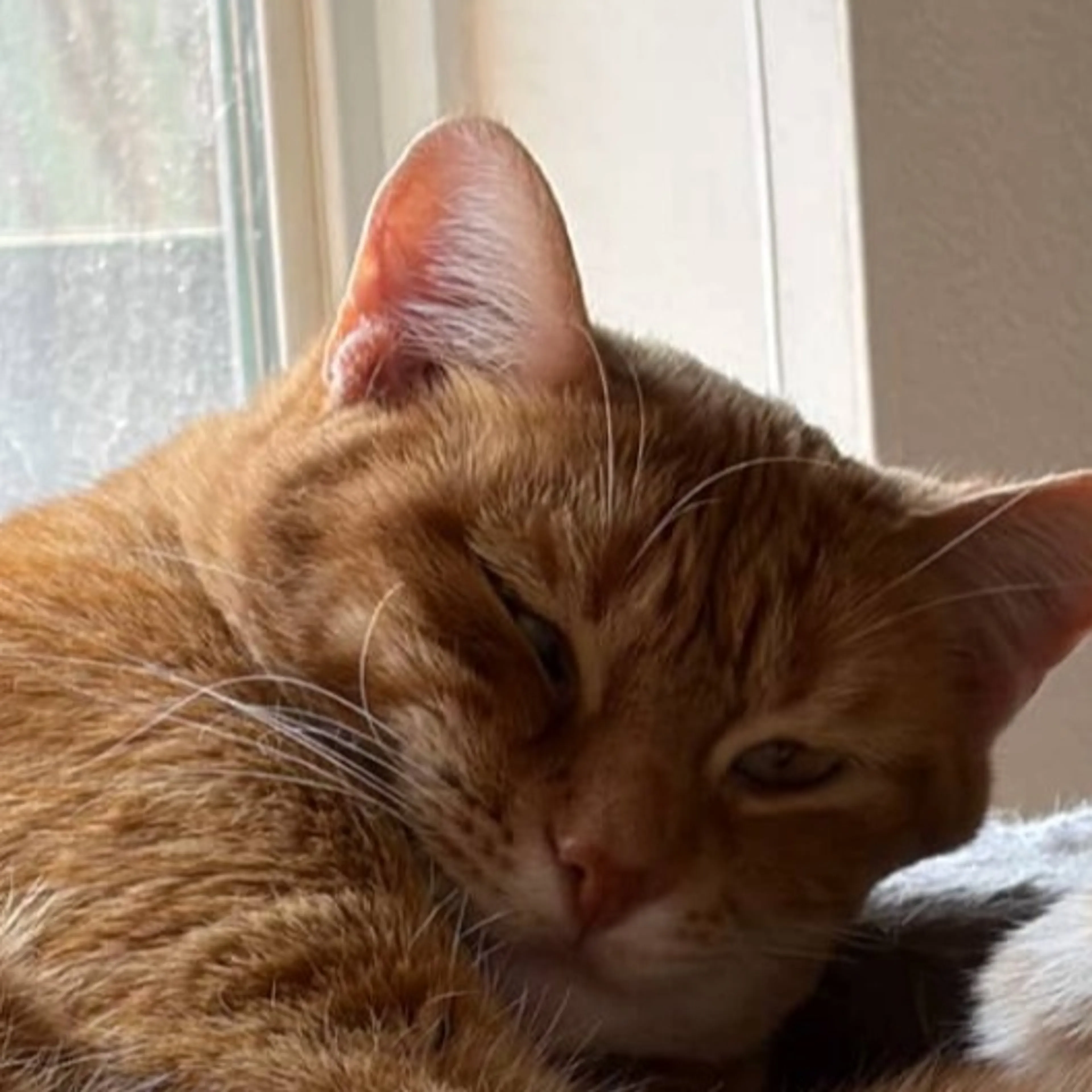 Lost pet