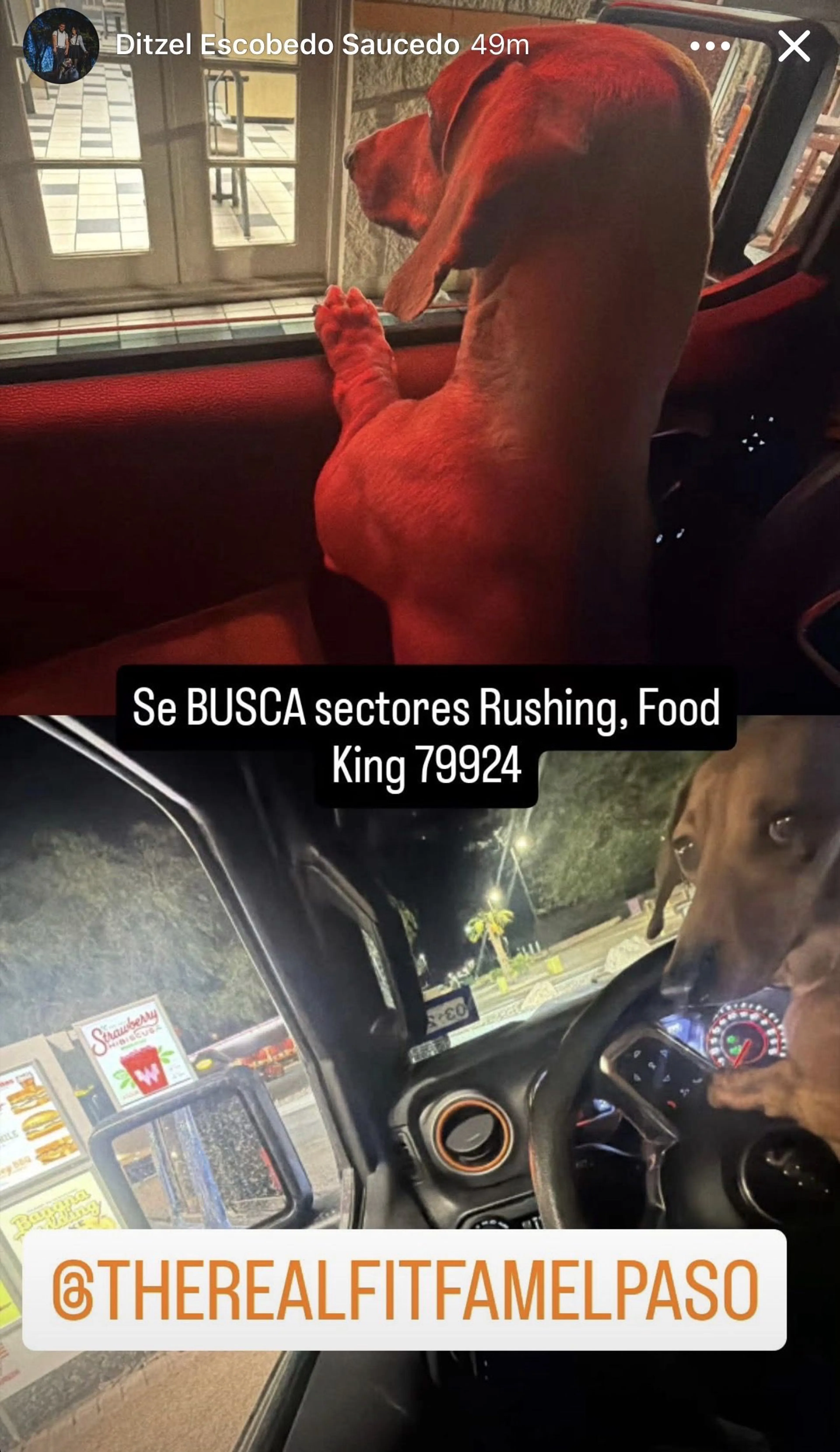 Lost pet-0