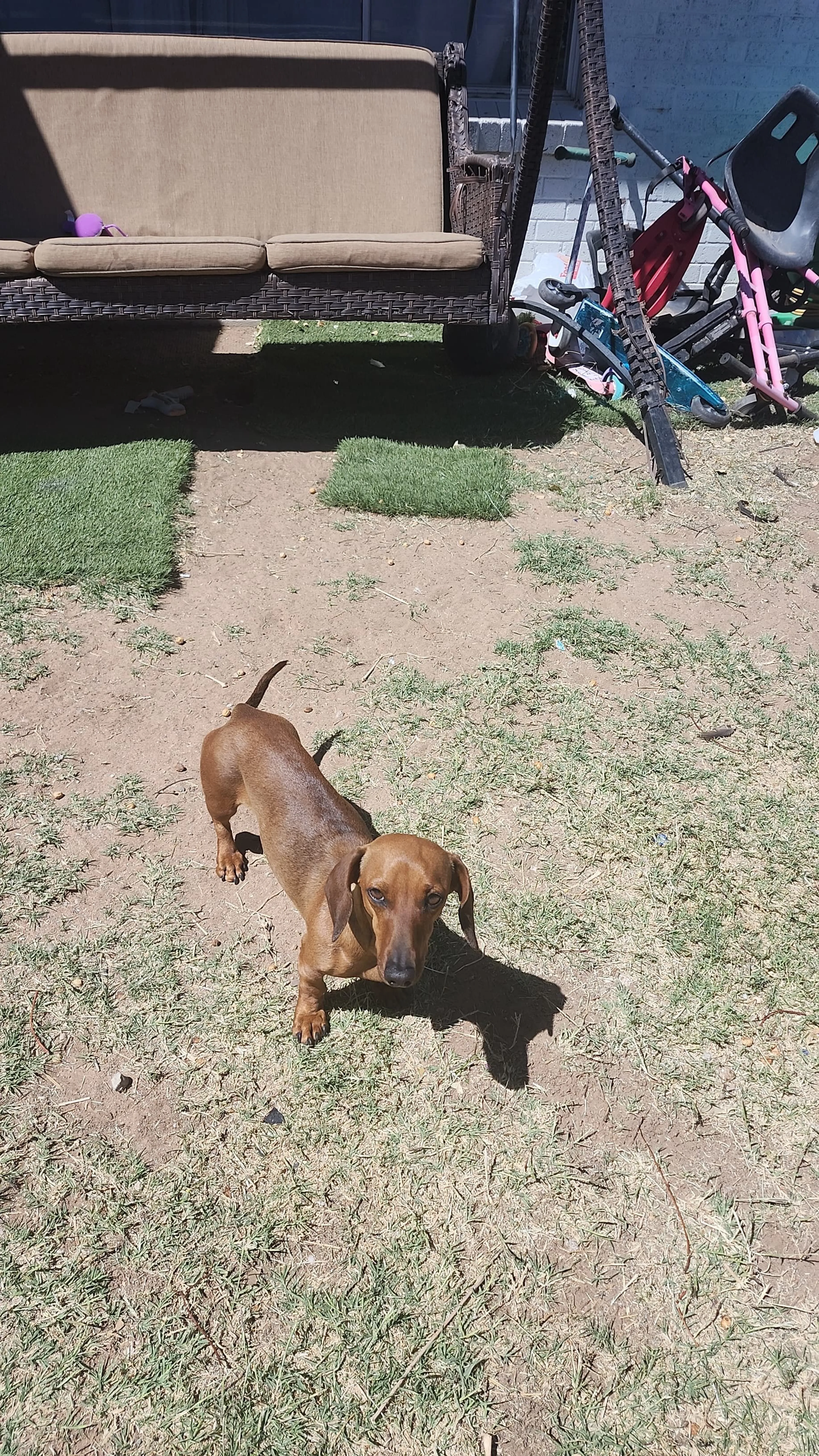 Lost pet-1
