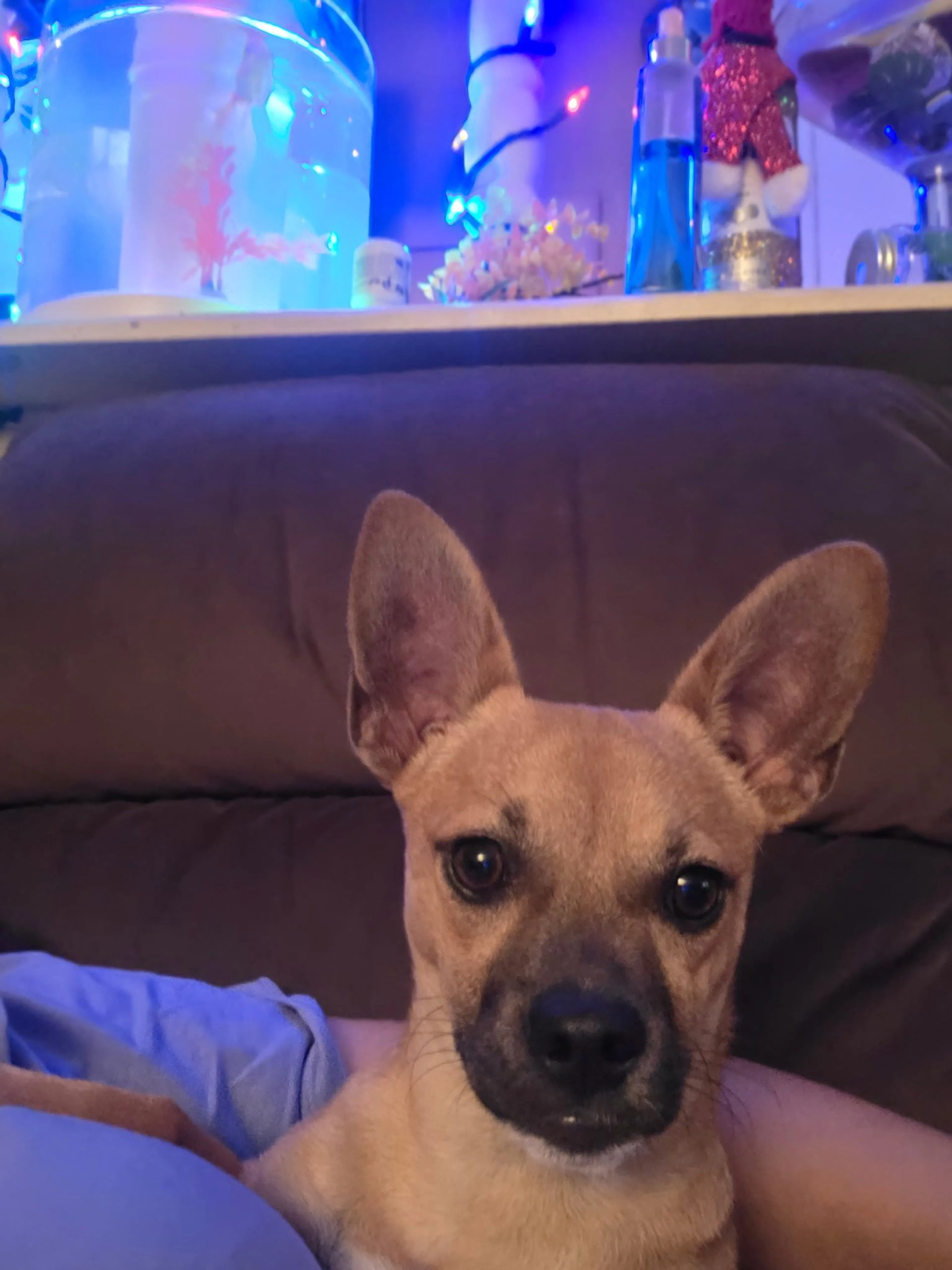 Lost pet