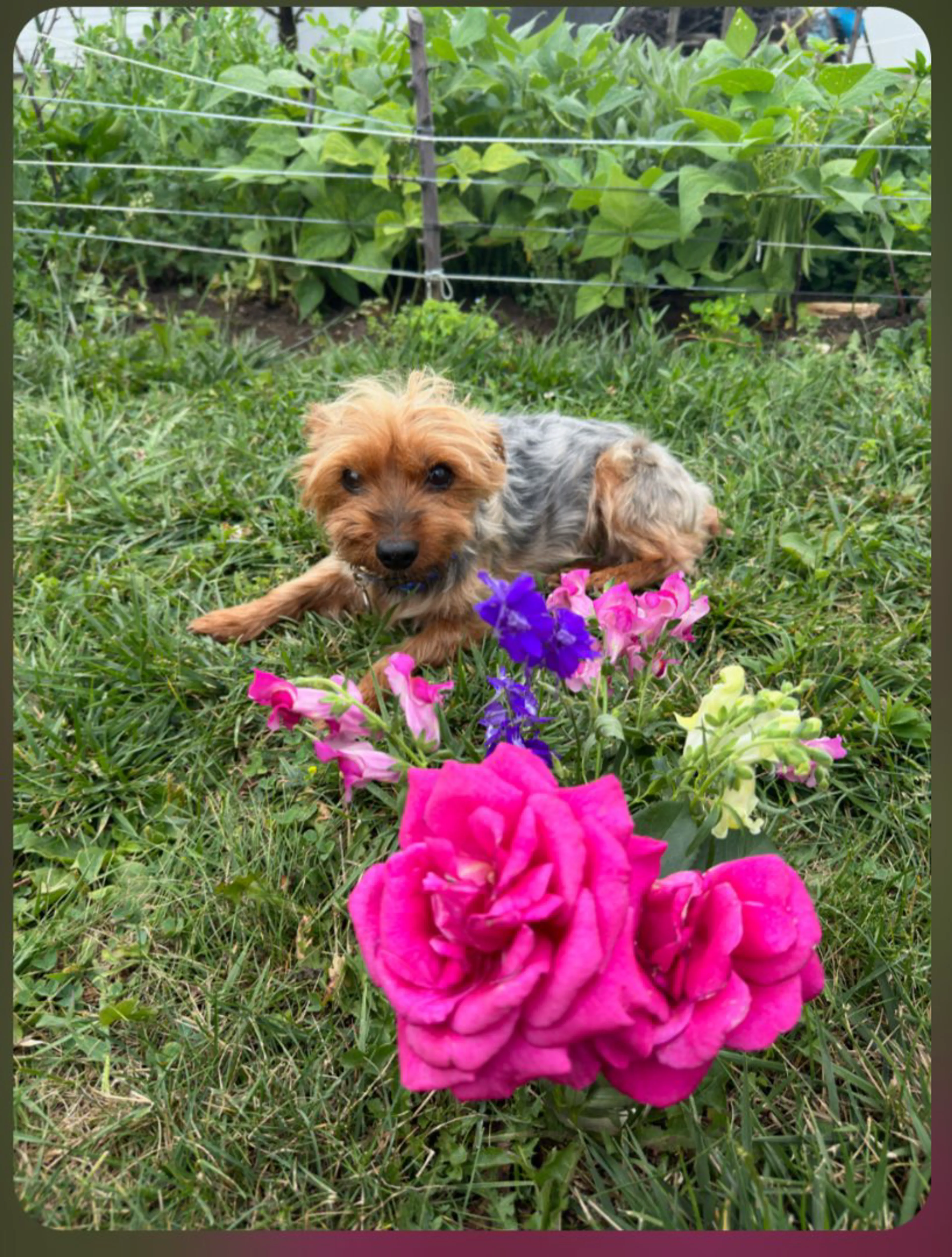 Lost pet