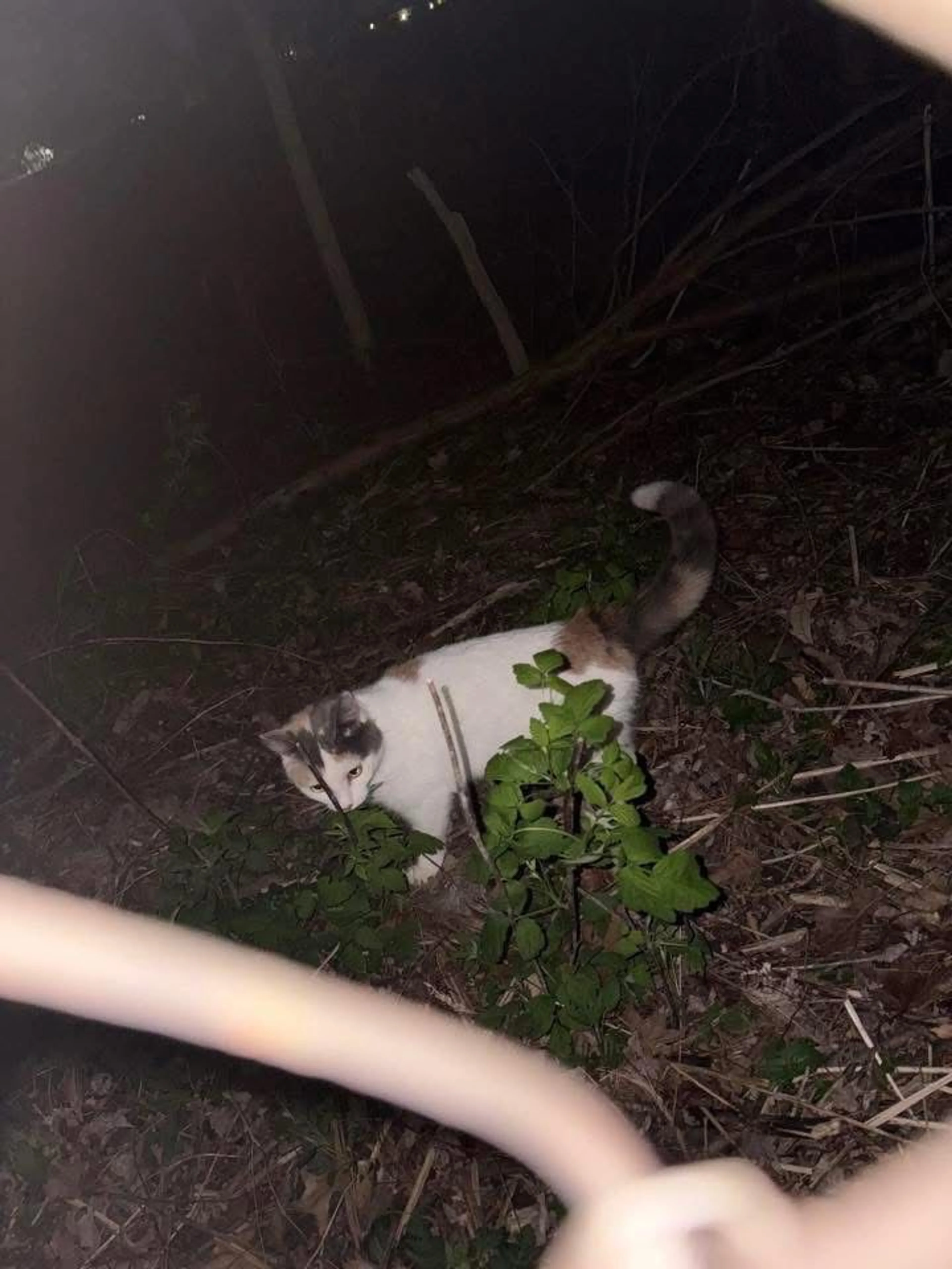 Lost pet-1