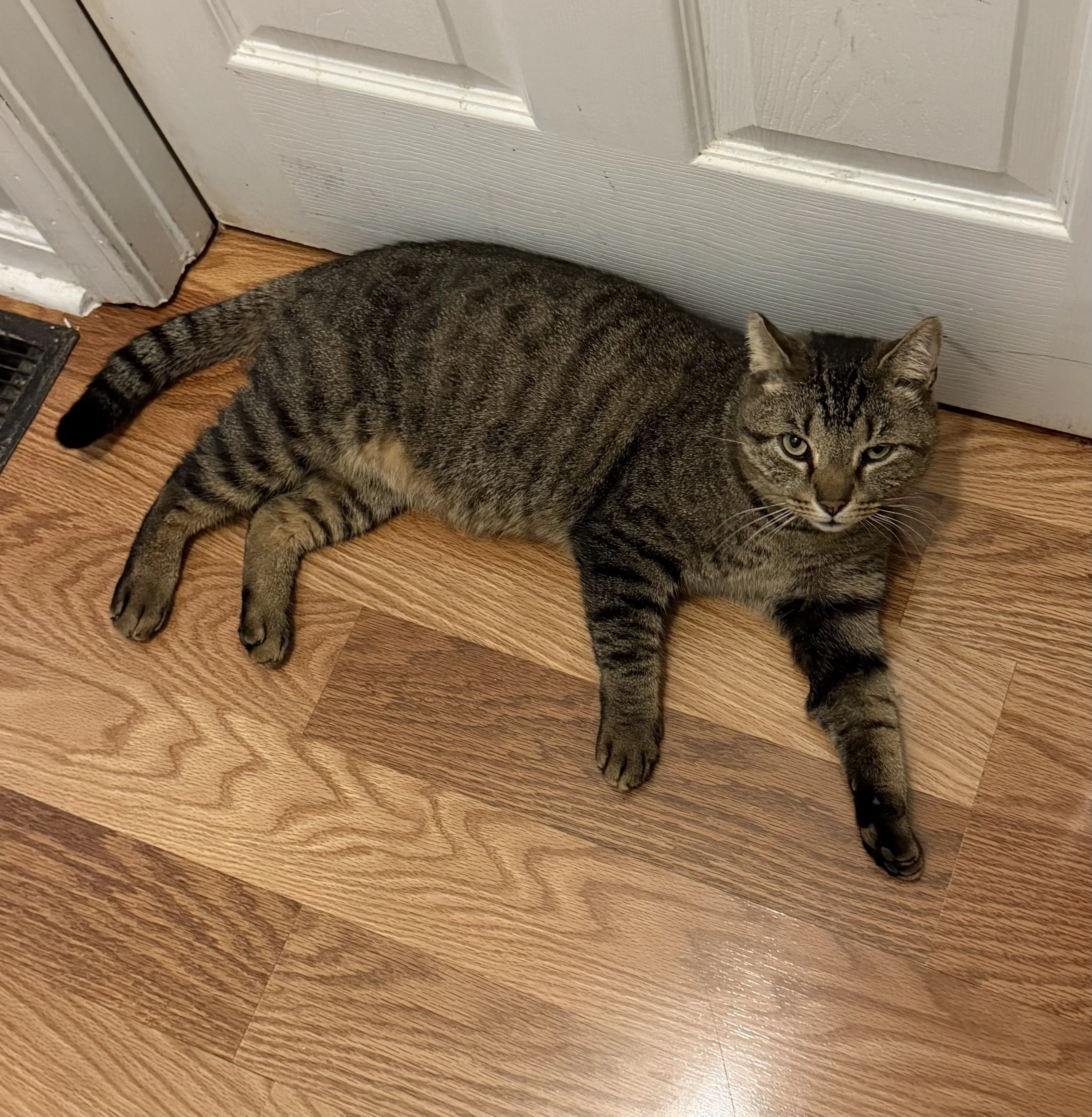 Lost pet