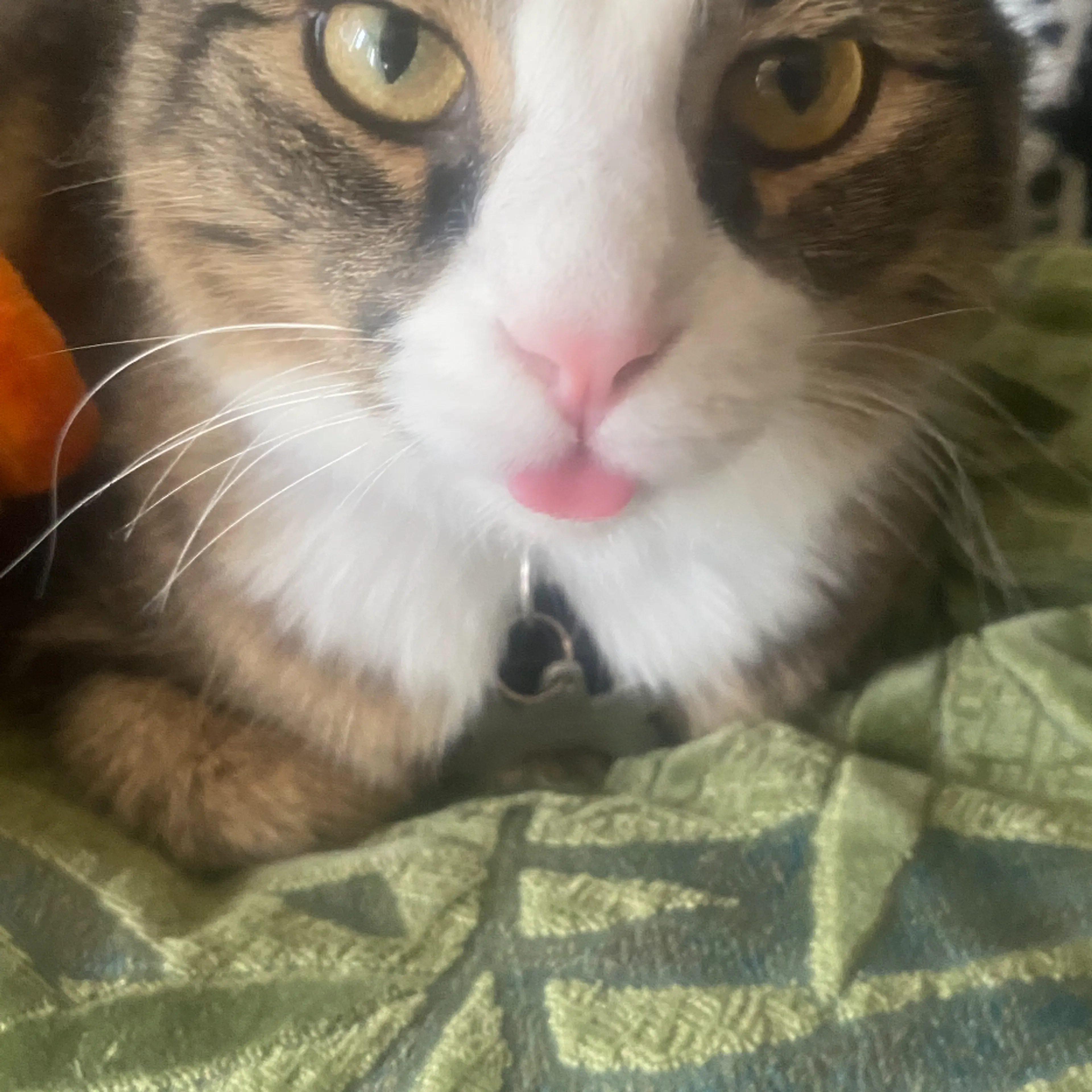 Lost pet-2