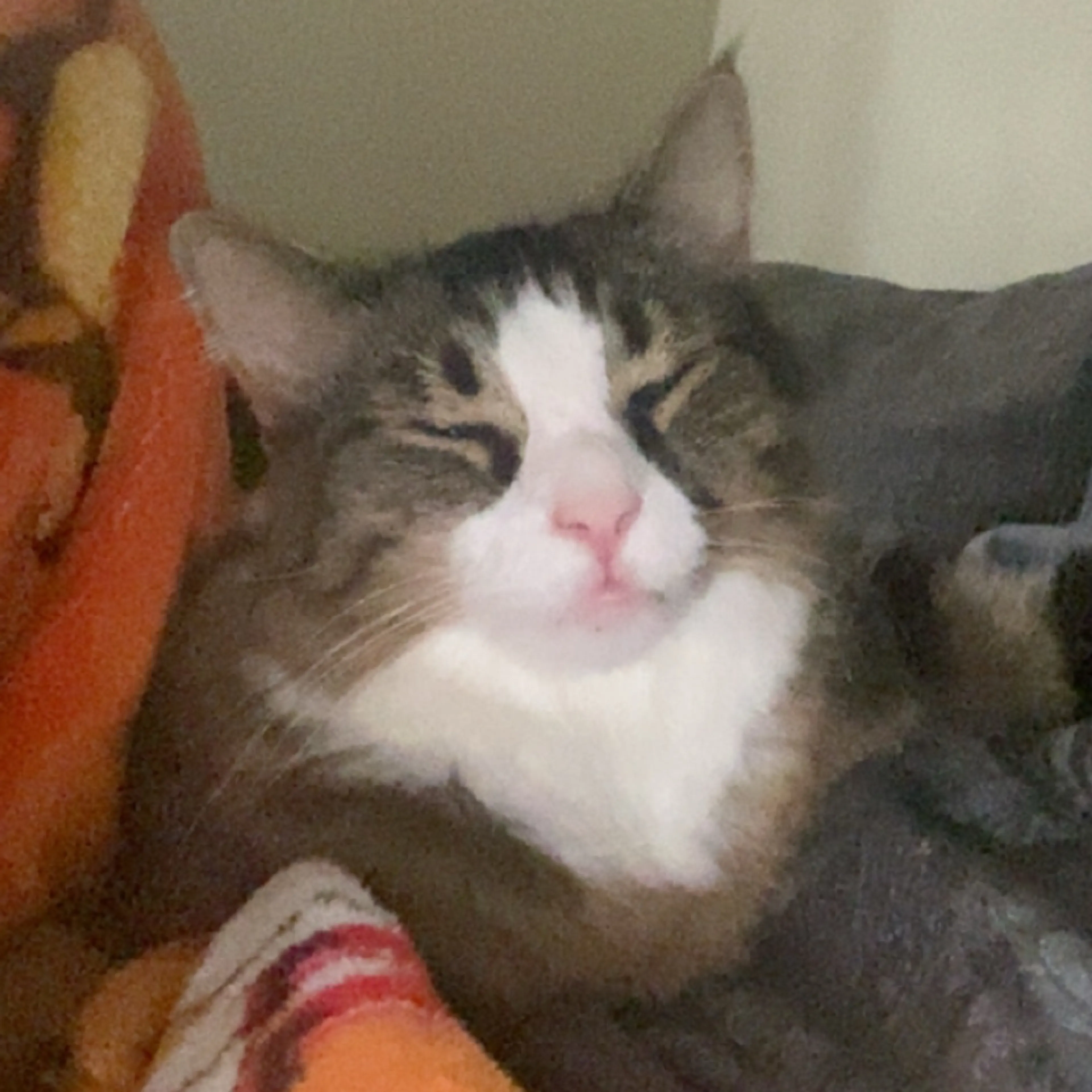 Lost pet-0