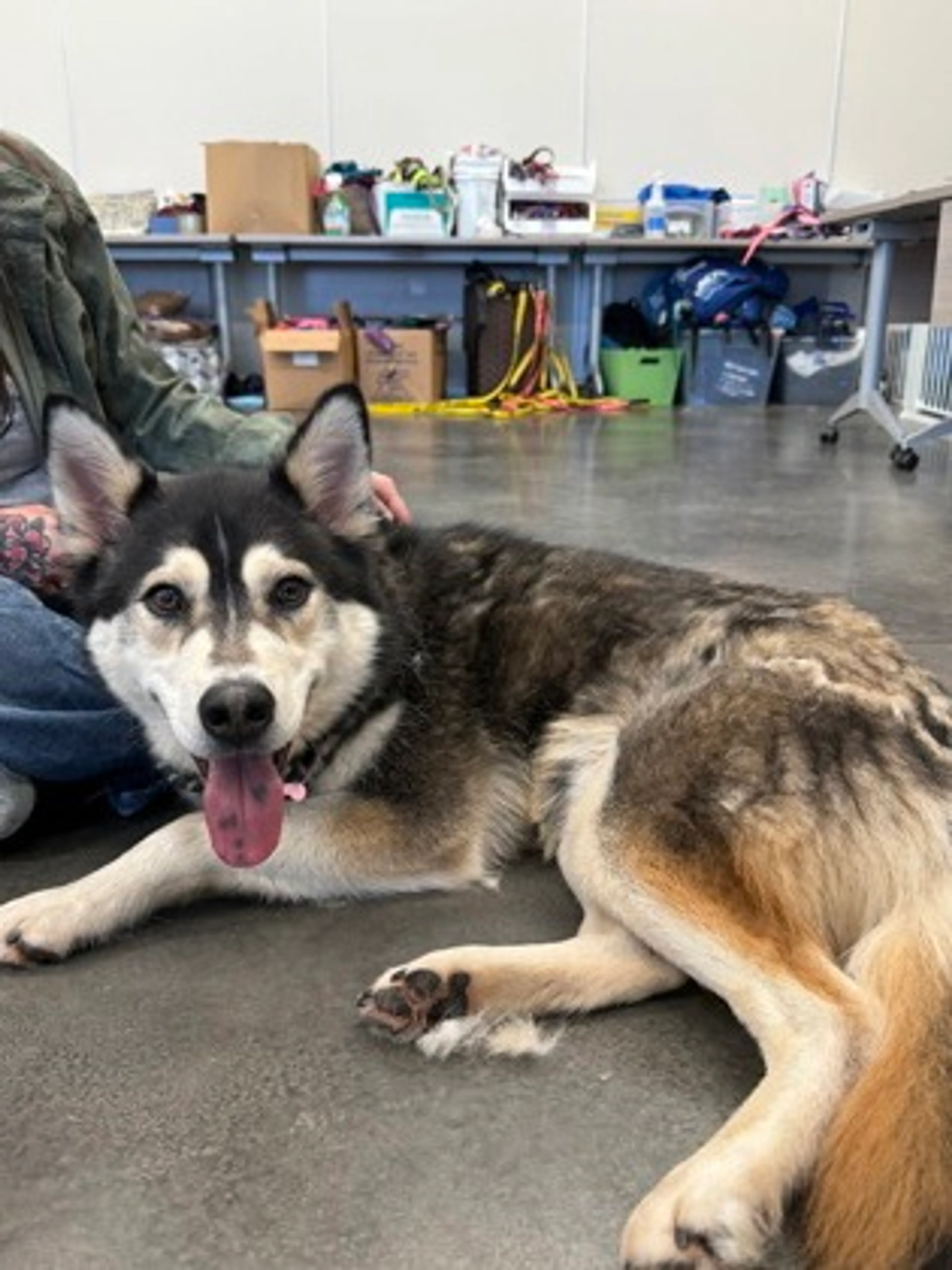 Found pet