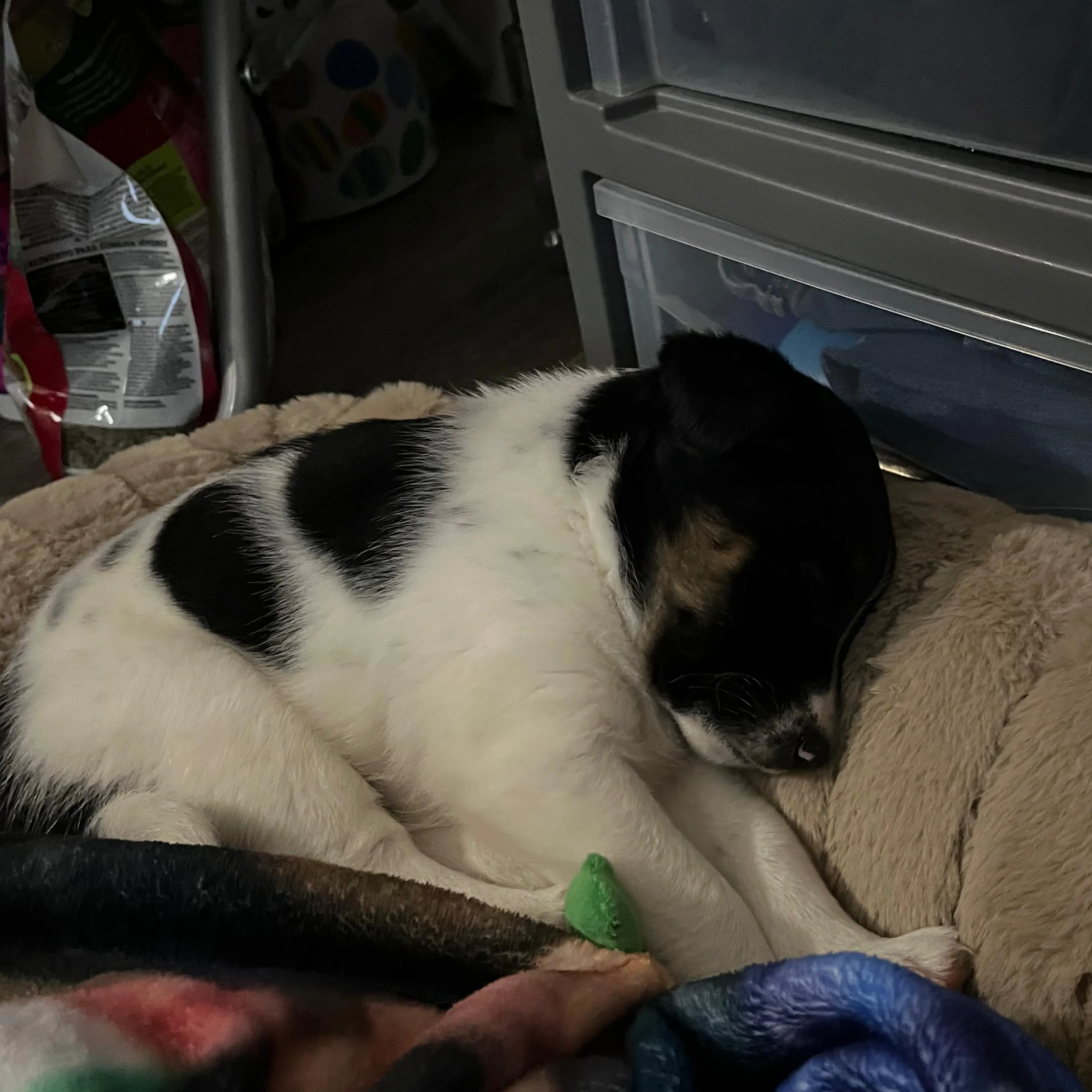 Lost pet-1