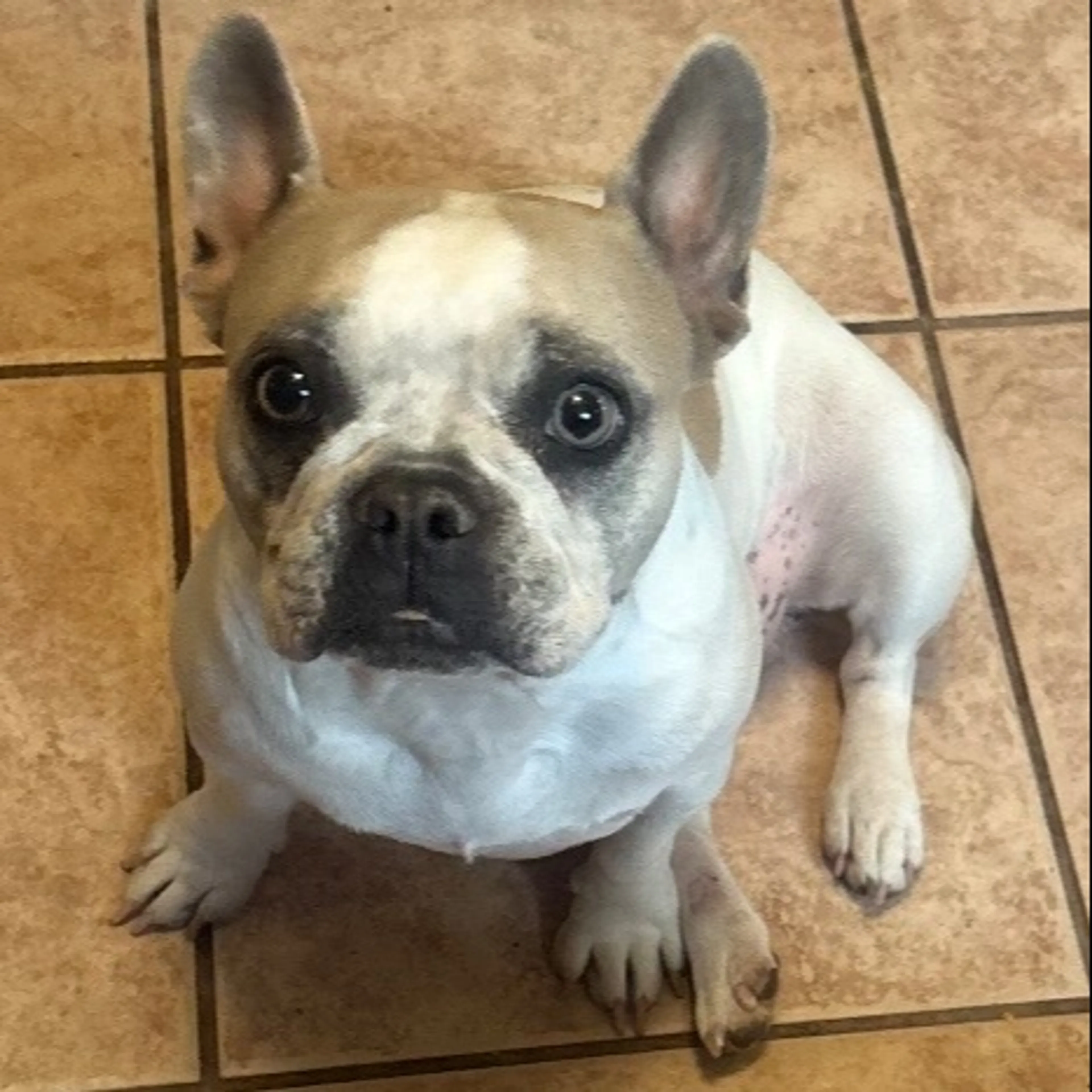 Lost pet