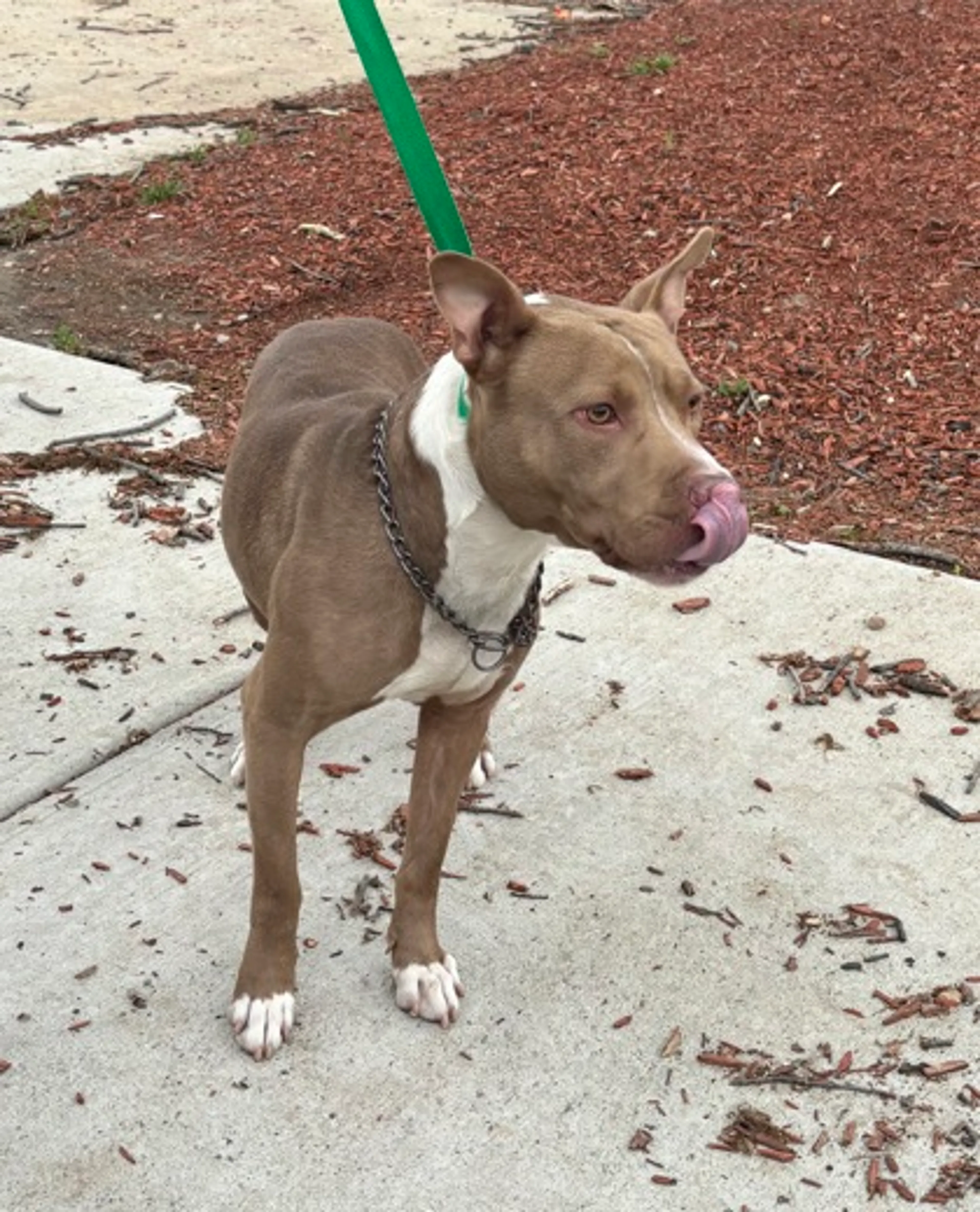 Found pet