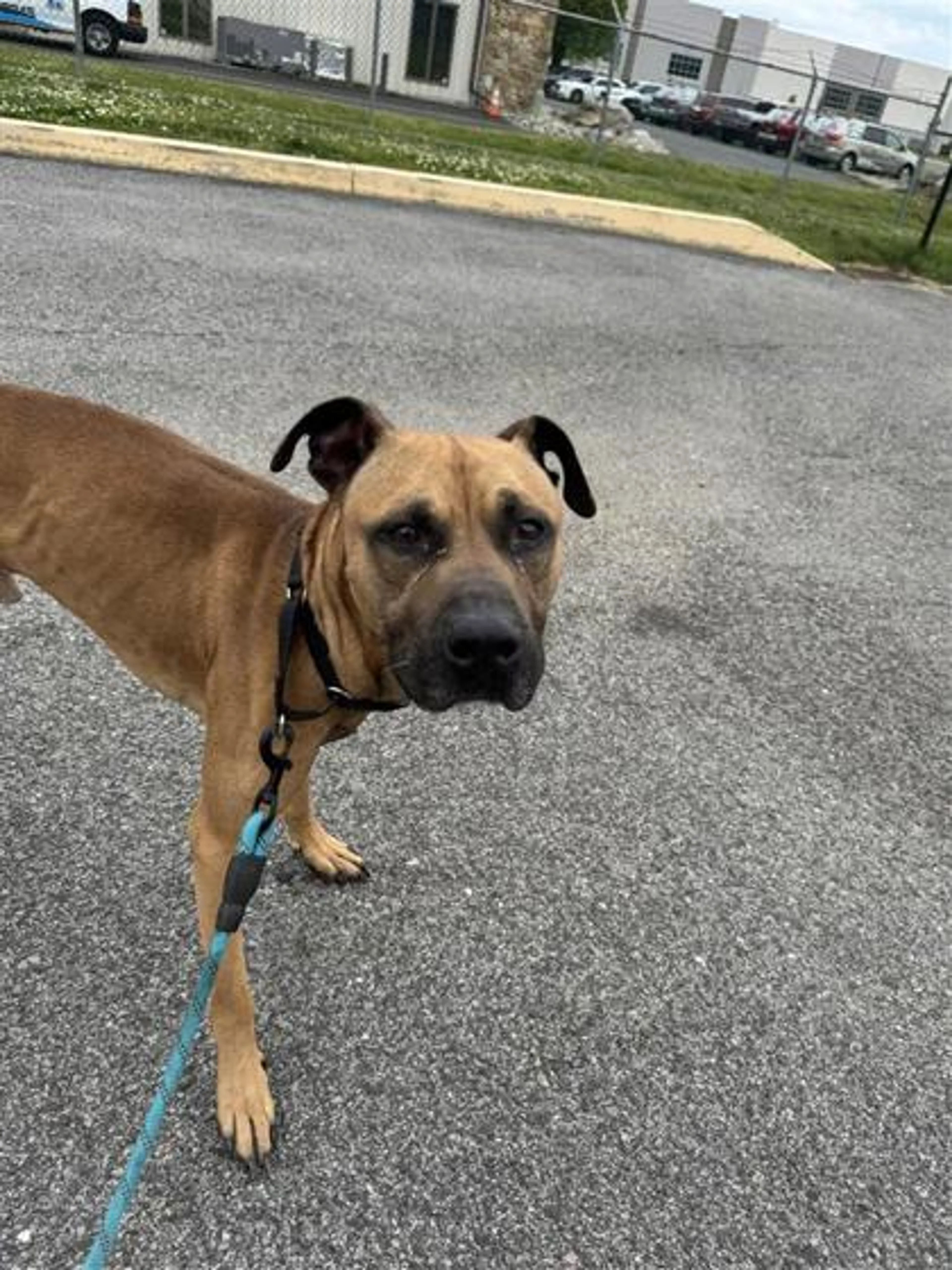 Found pet