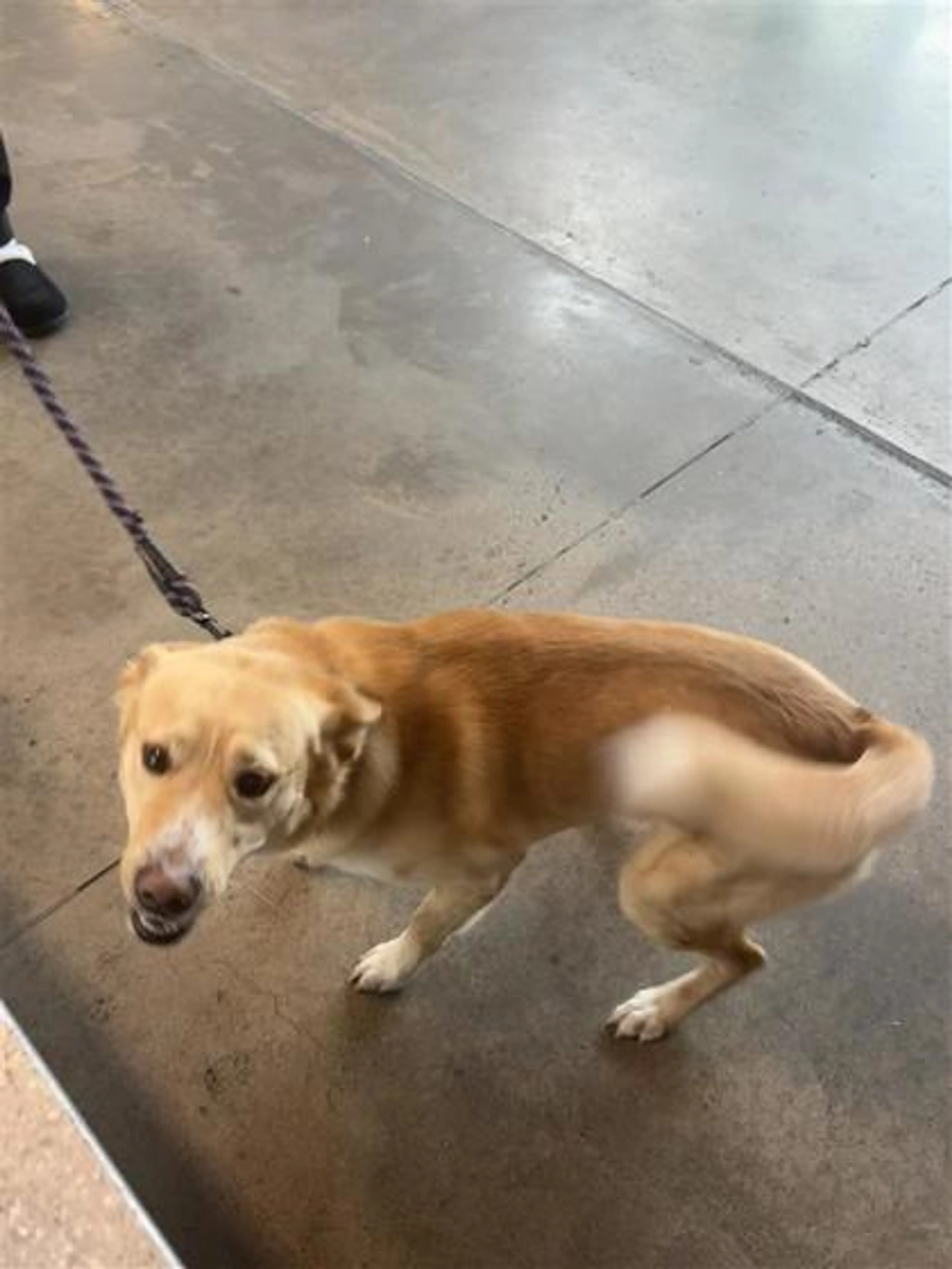 Found pet
