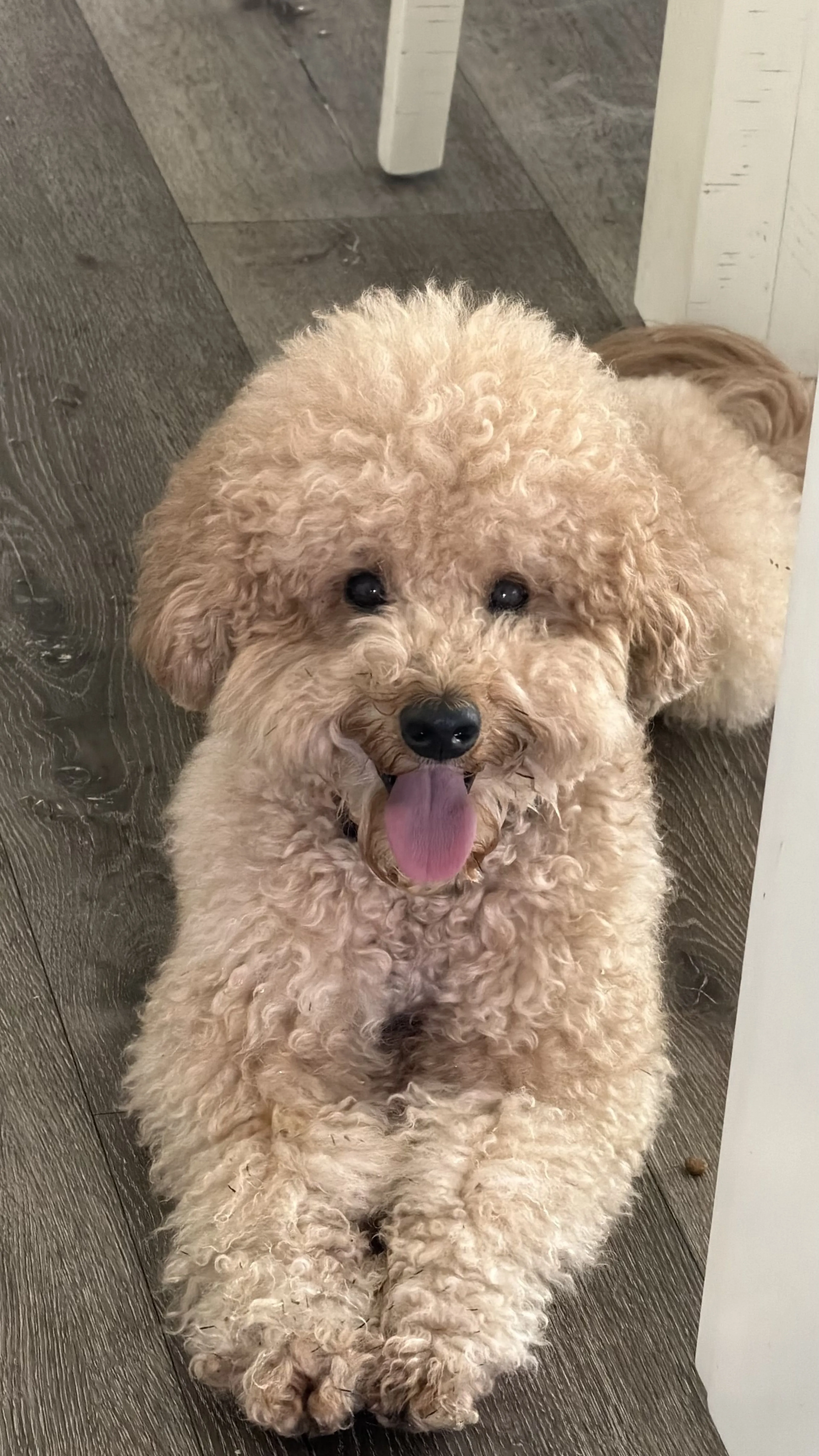 Lost pet