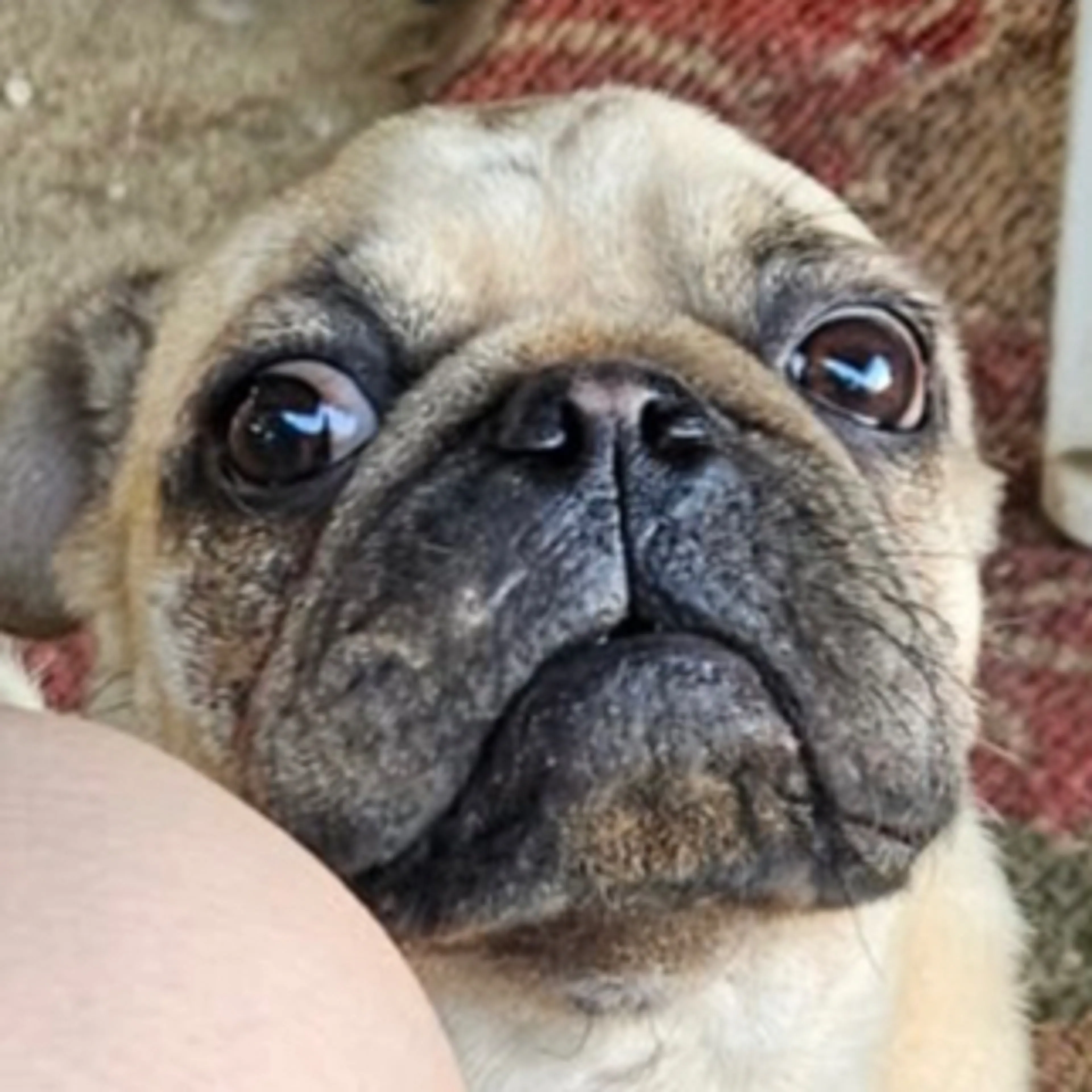 Lost pet-2