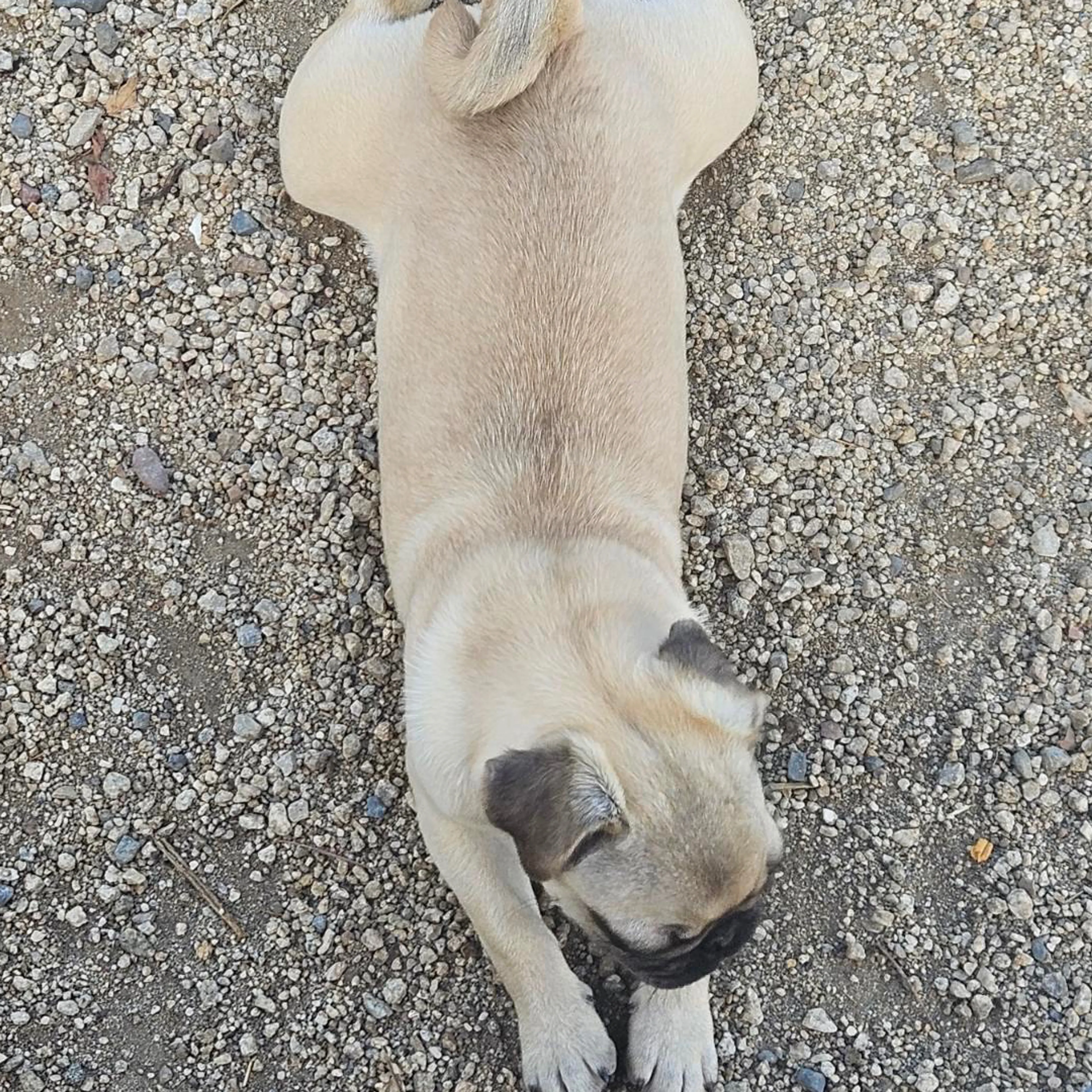 Lost pet-1