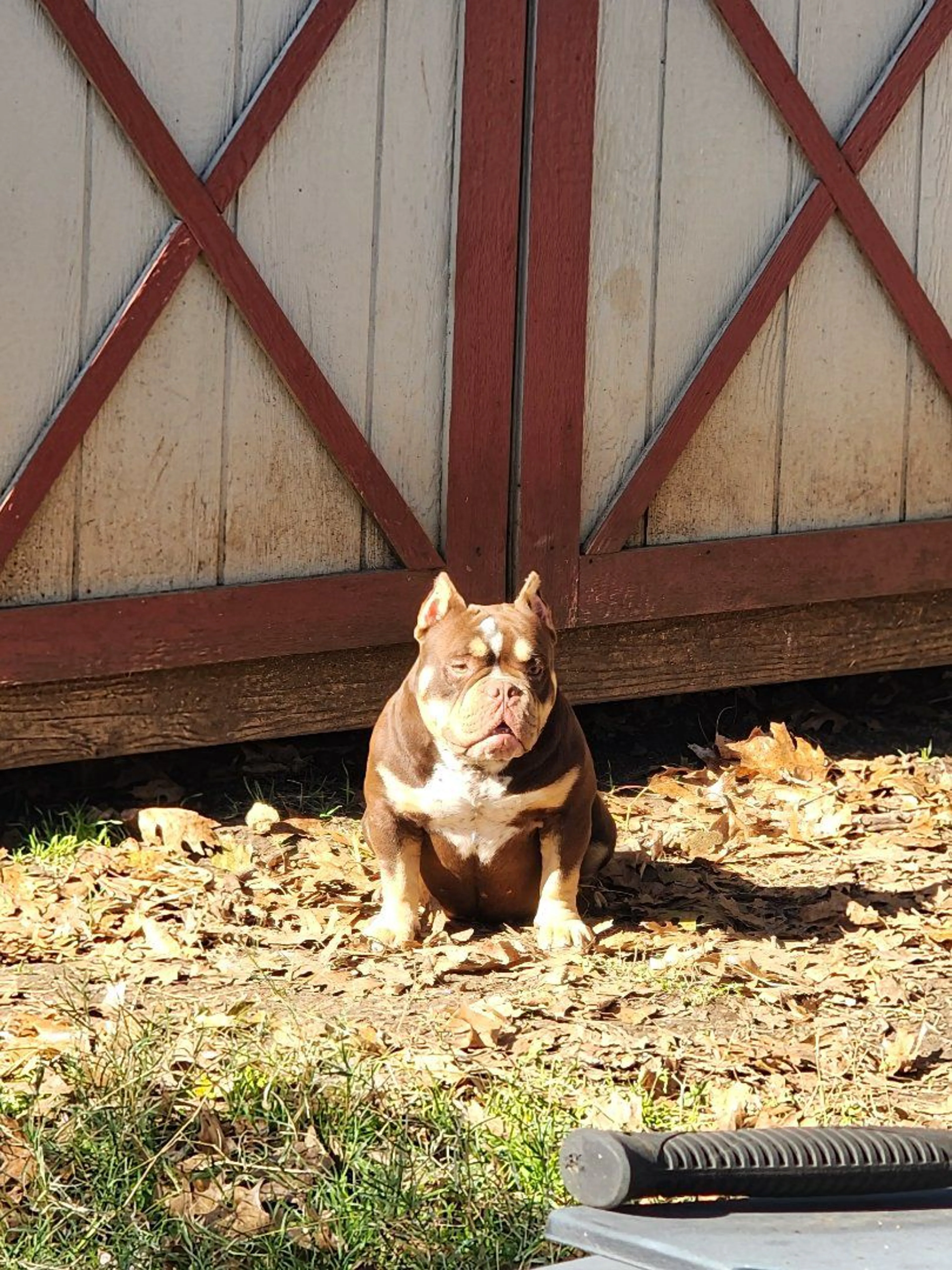 Lost pet-1