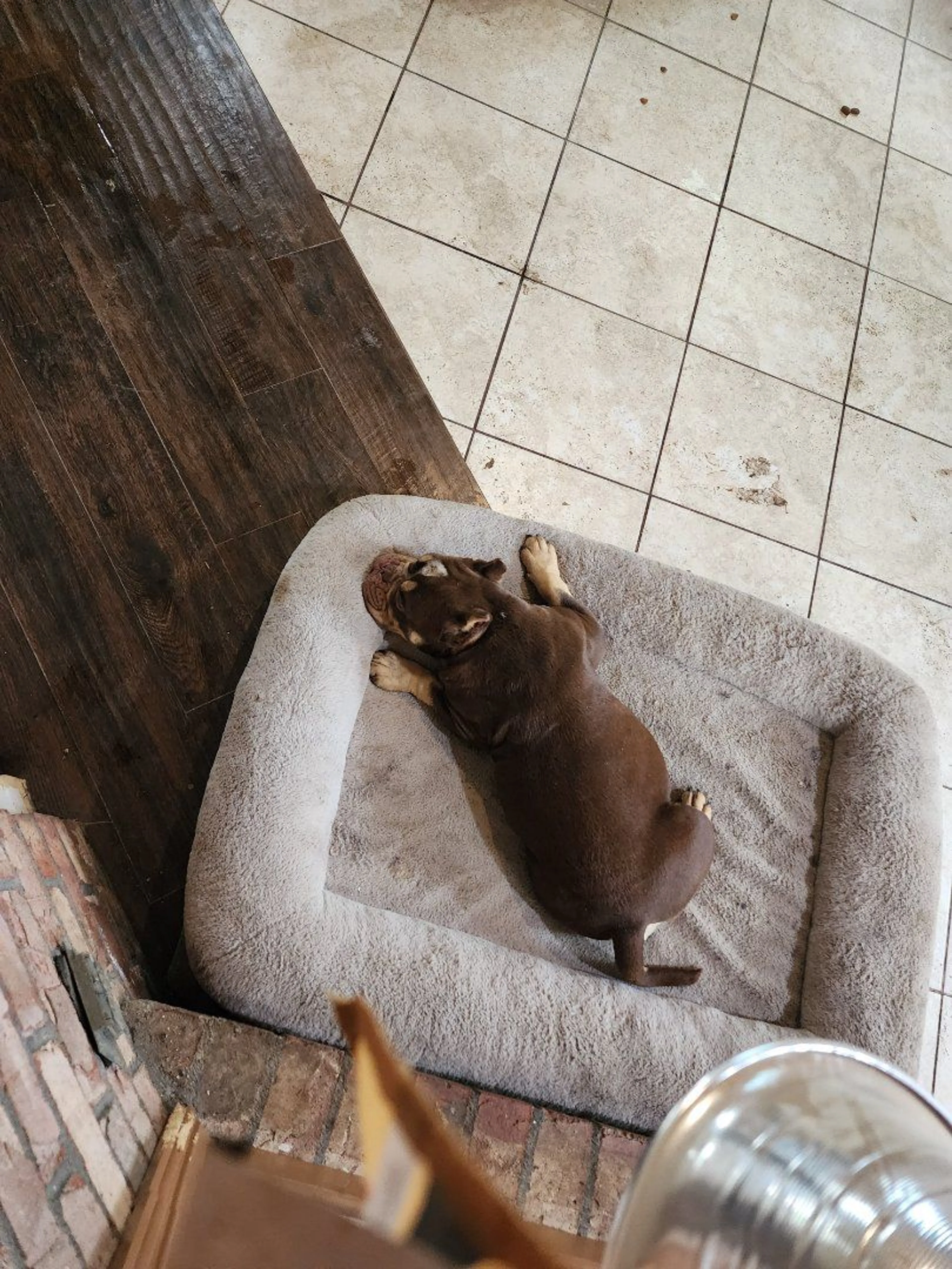 Lost pet-0