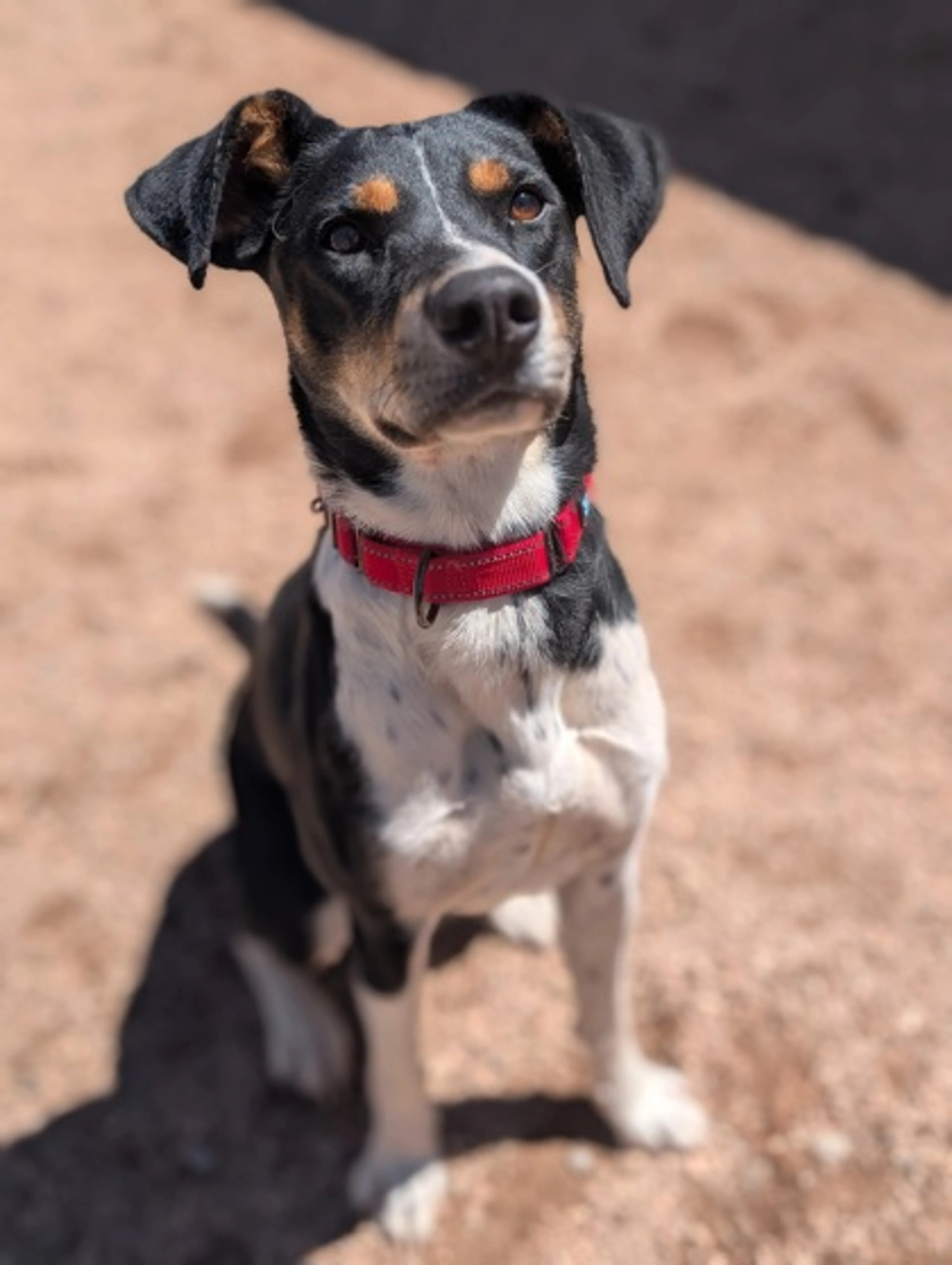 Found pet-2
