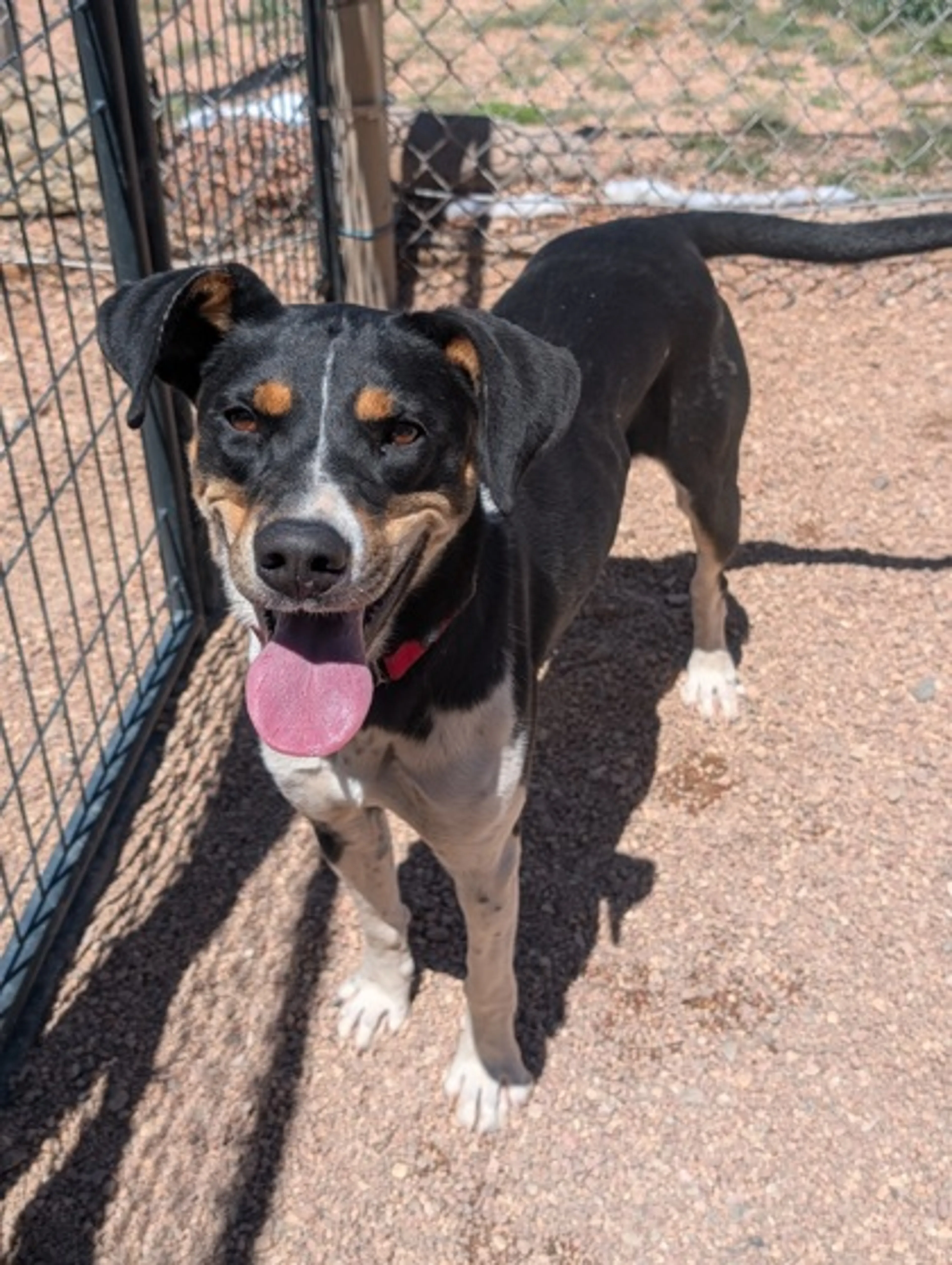 Found pet-0