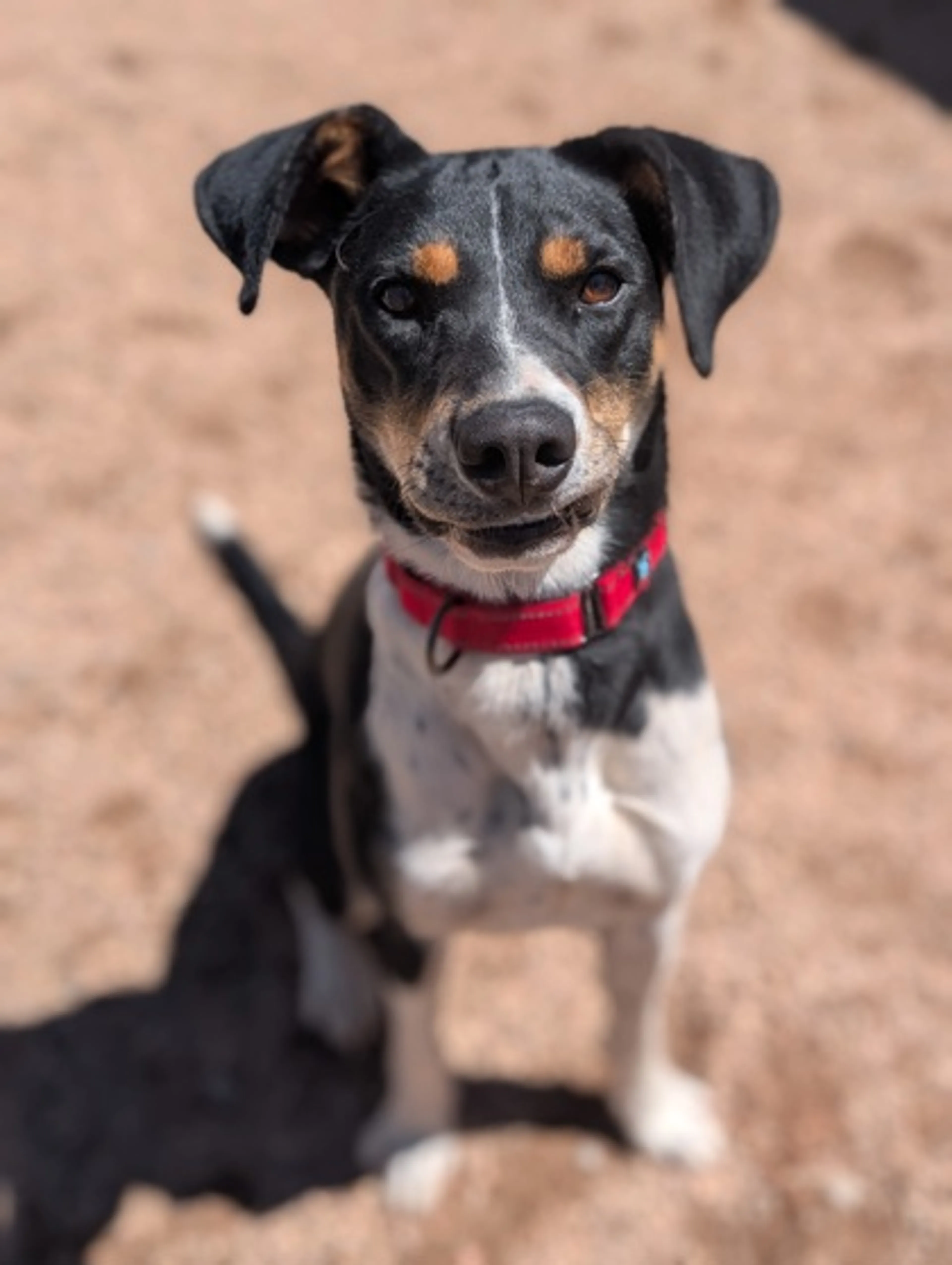 Found pet-1