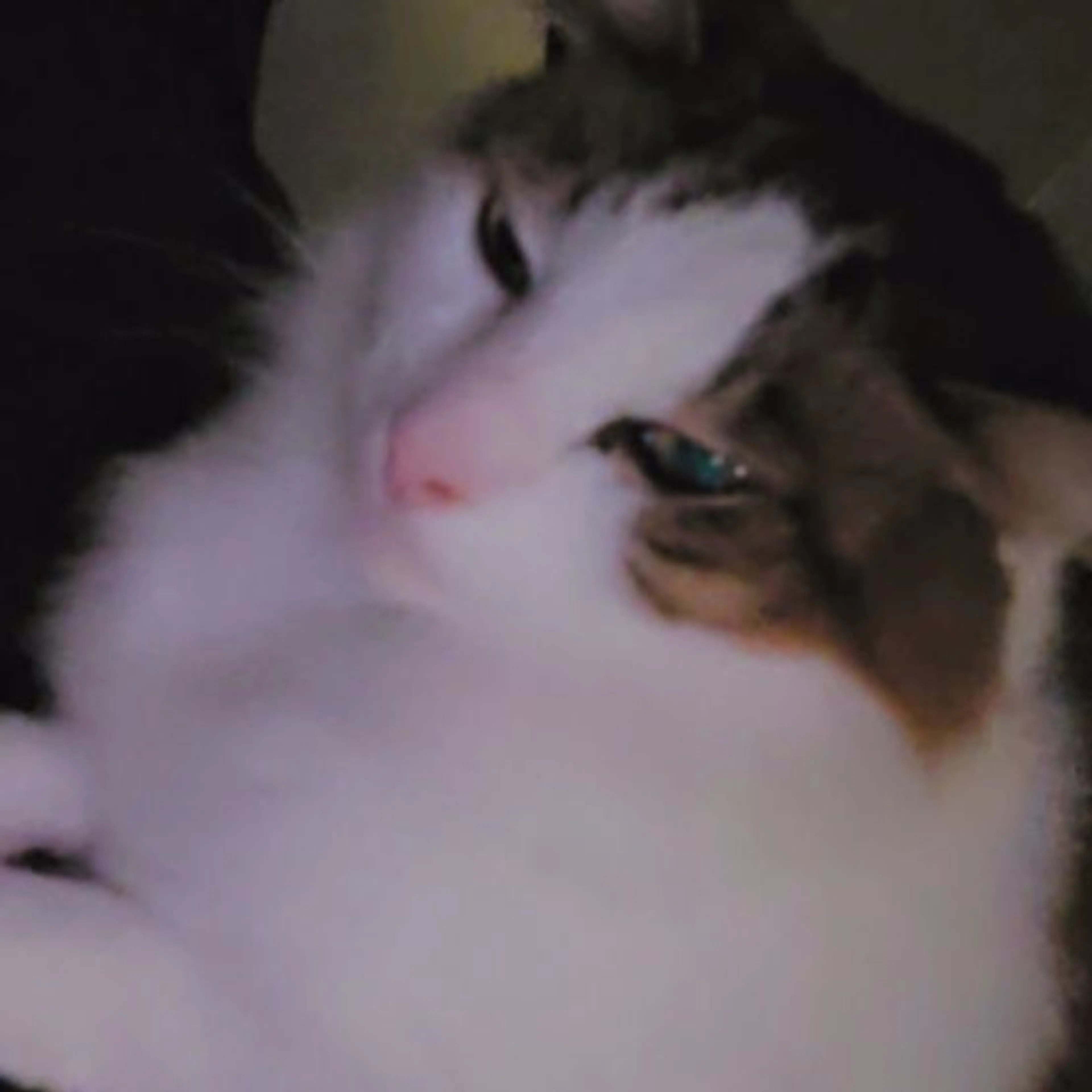 Lost pet-0