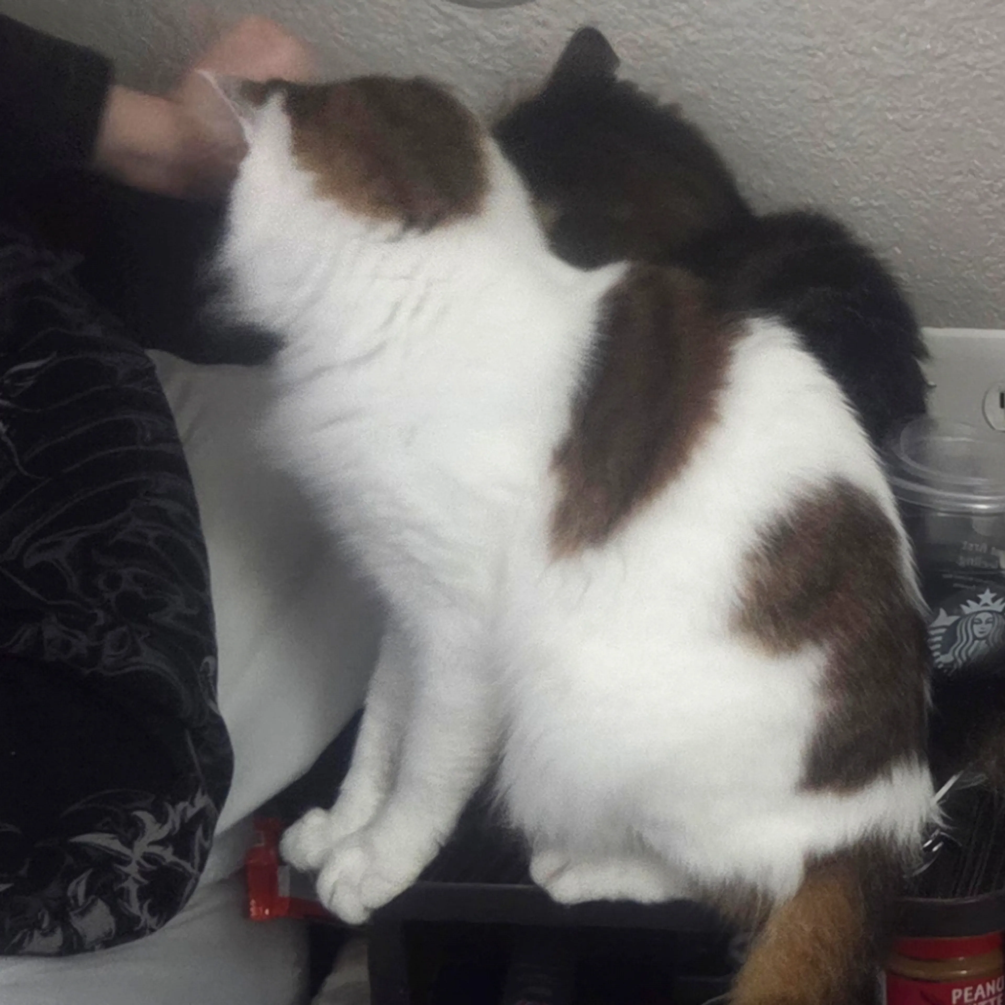 Lost pet-1