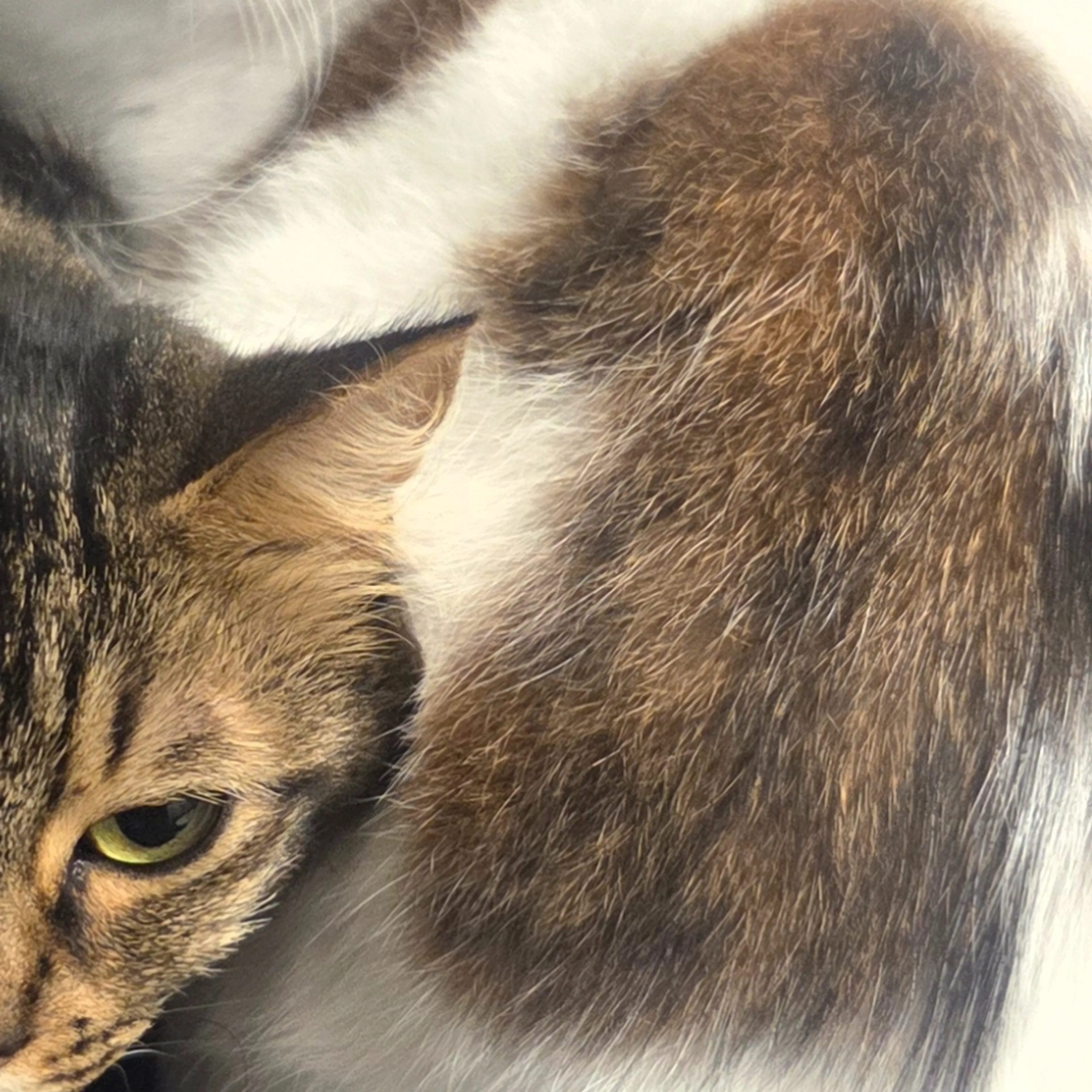 Lost pet-3