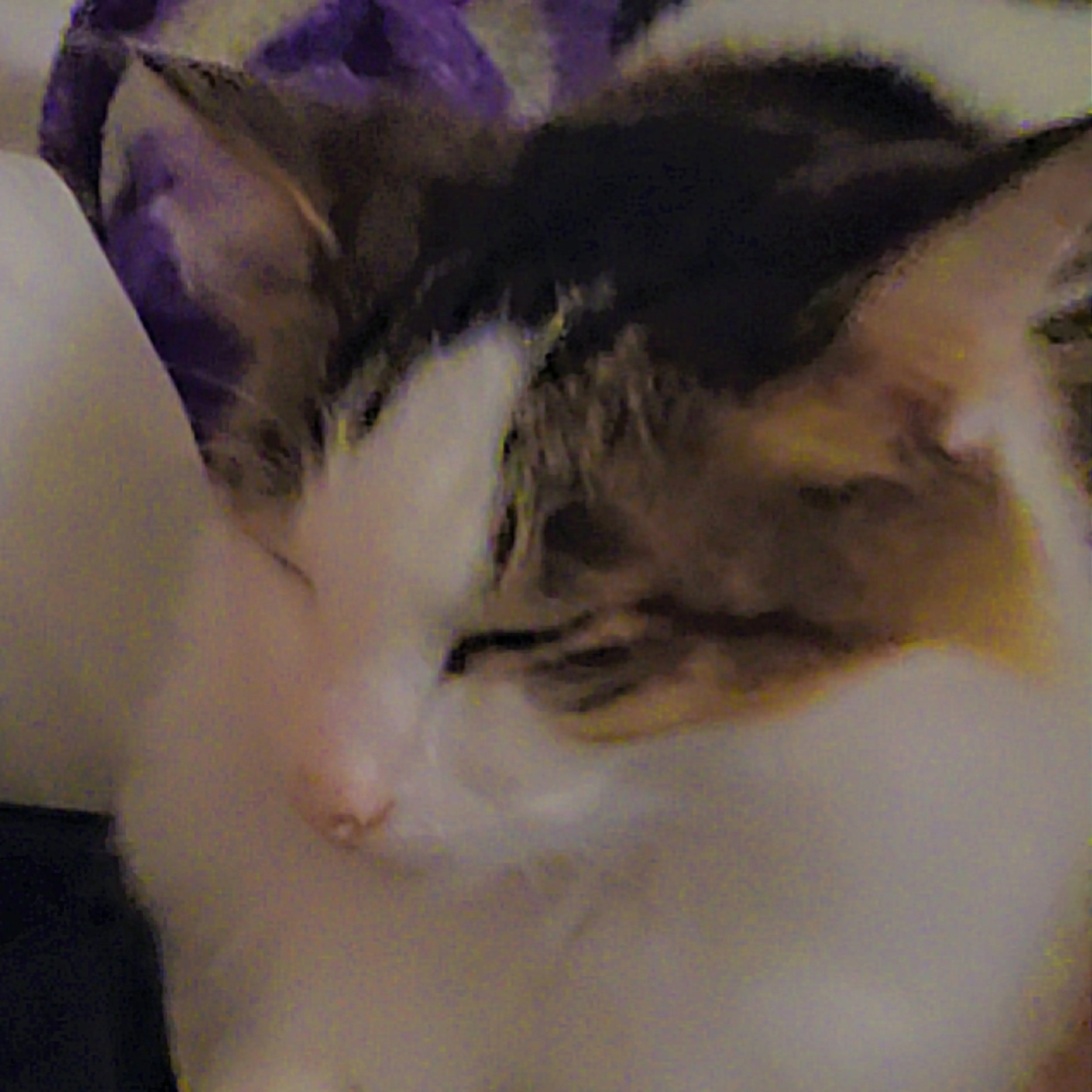 Lost pet-2