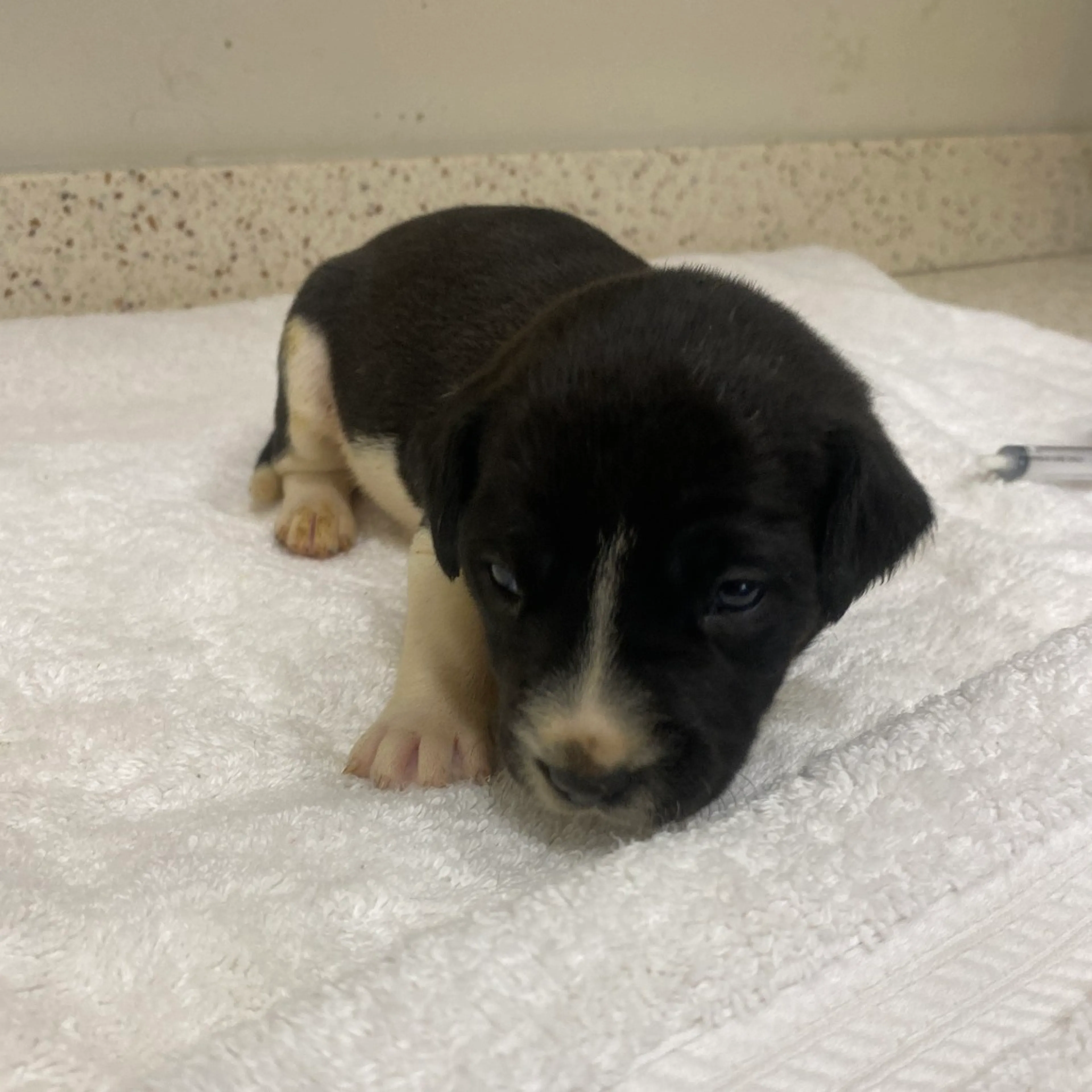 Found pet-1