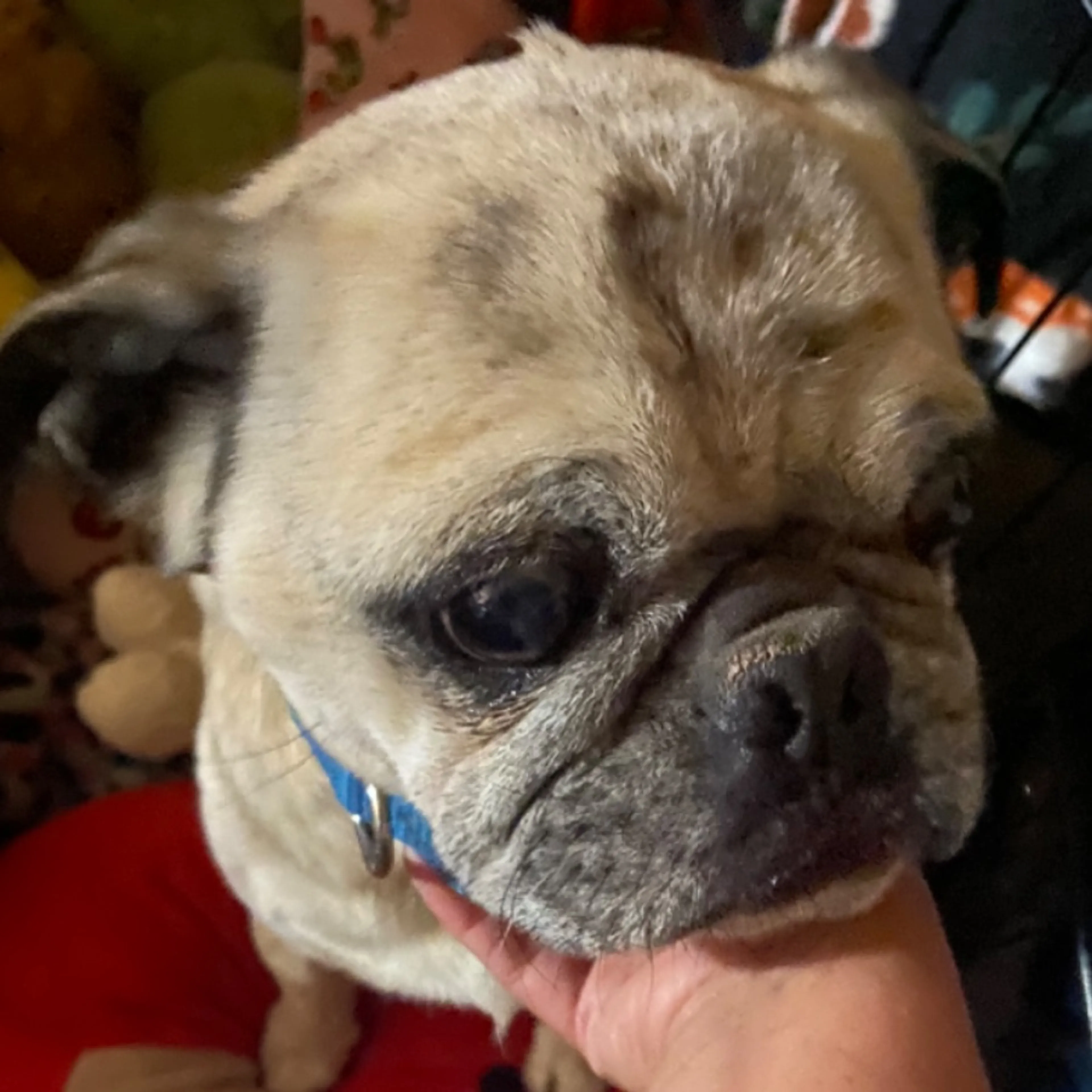 Found pet-0