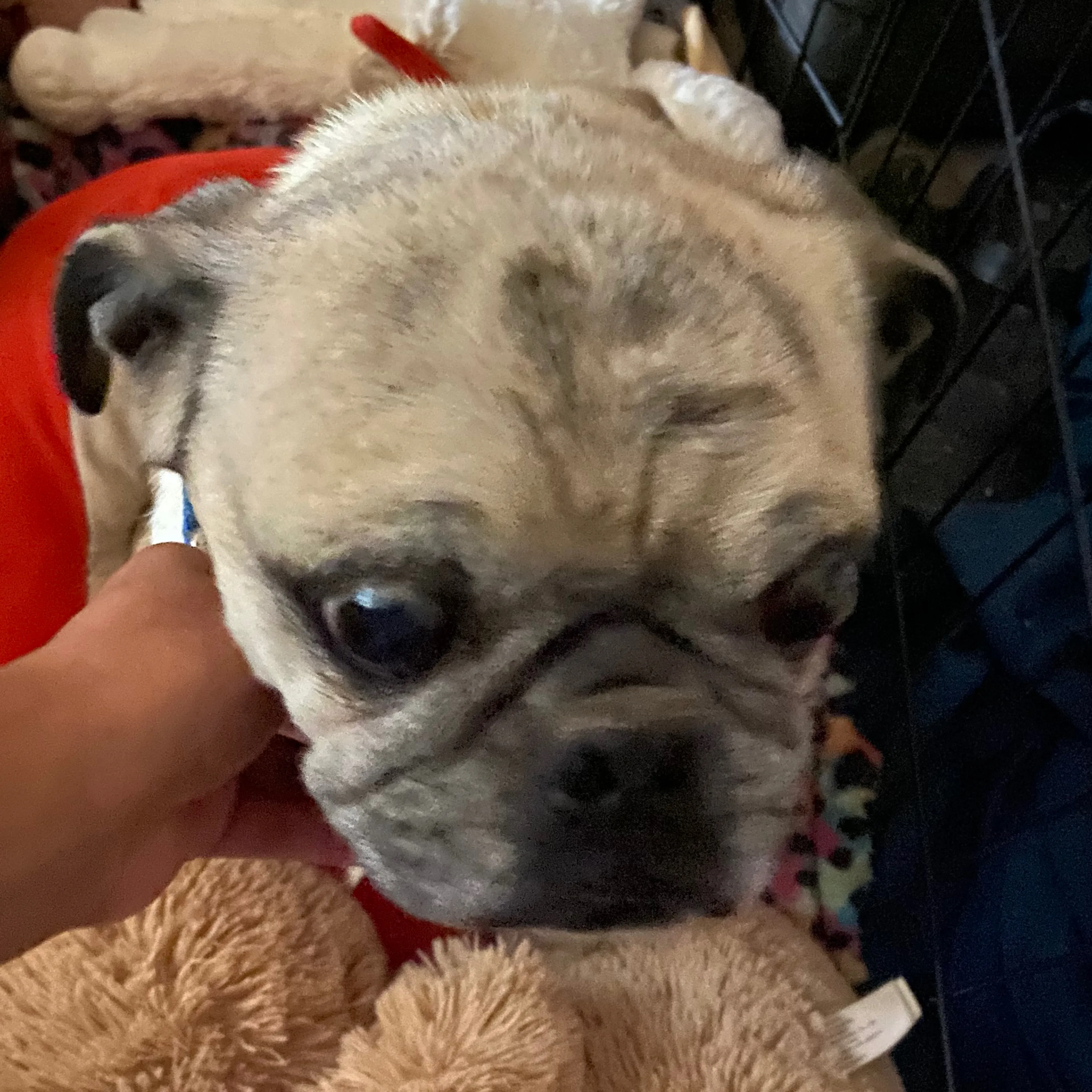Found pet-2